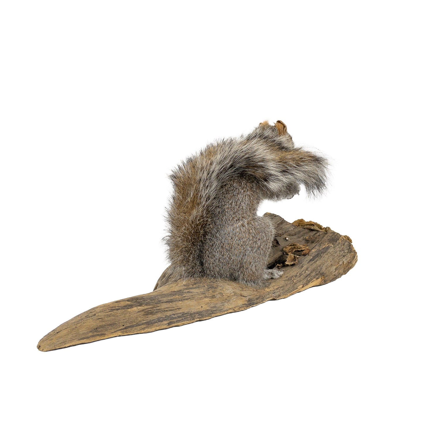 A Home Decor Taxidermy Gray Squirrel Life Size of Grade Respectable