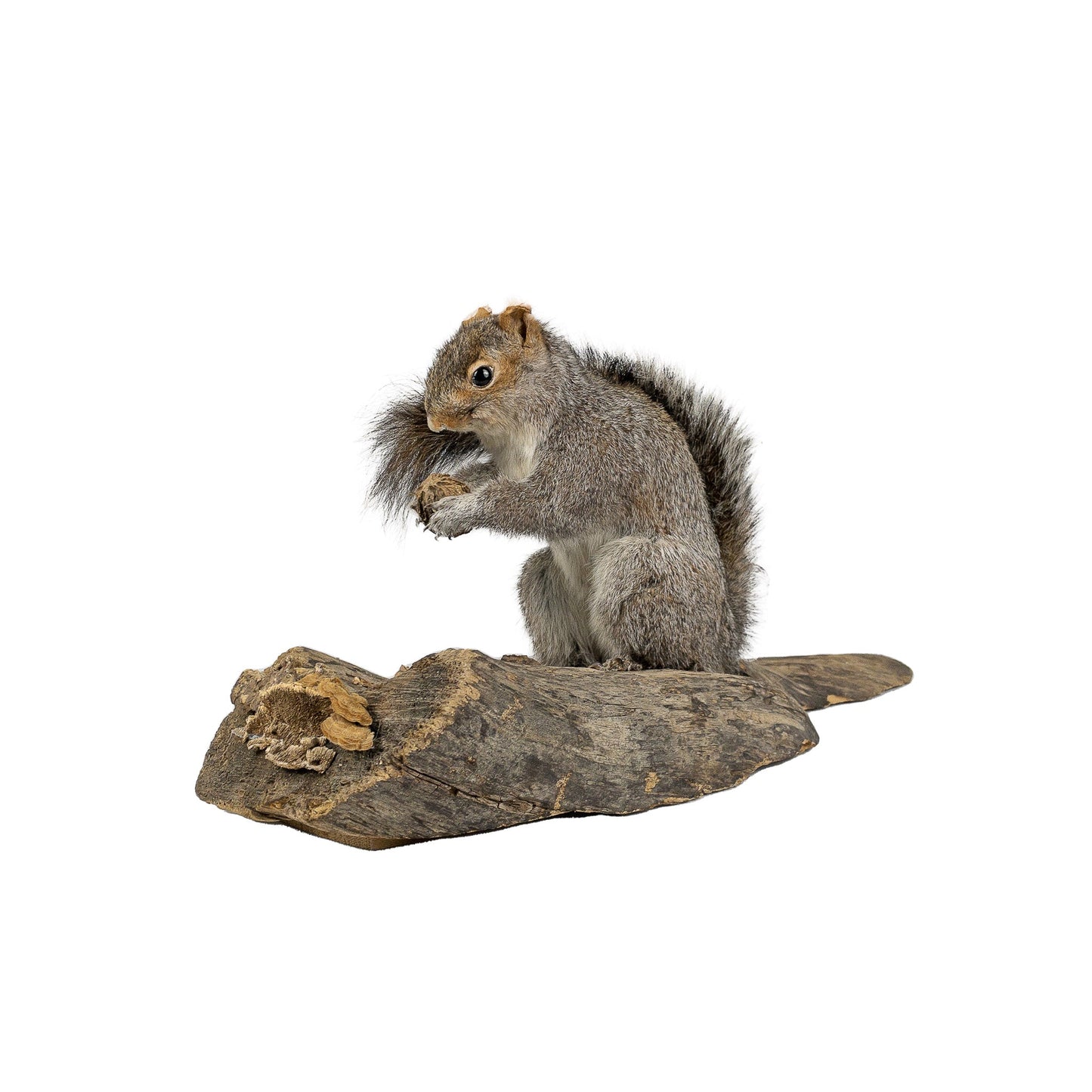 A Home Decor Taxidermy Gray Squirrel Life Size of Grade Respectable