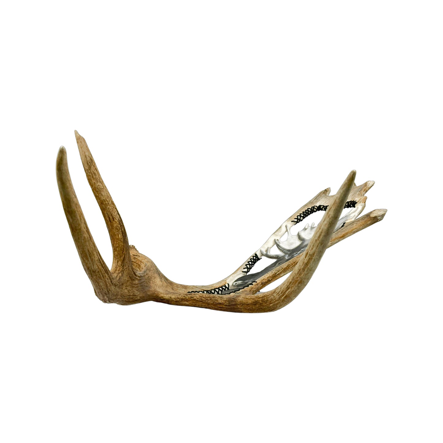 A Moose Engraved Antler Taxidermy Wall Decor featuring a moose head