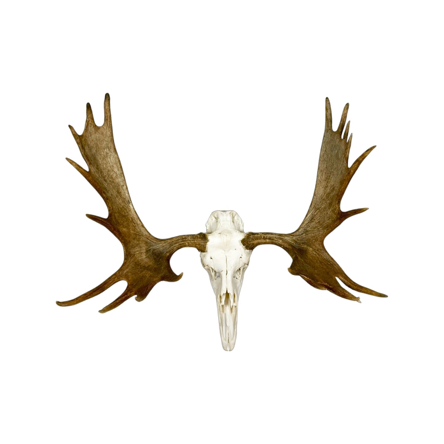 A Home Decor Taxidermy Moose European Skull of Grade Remarkable