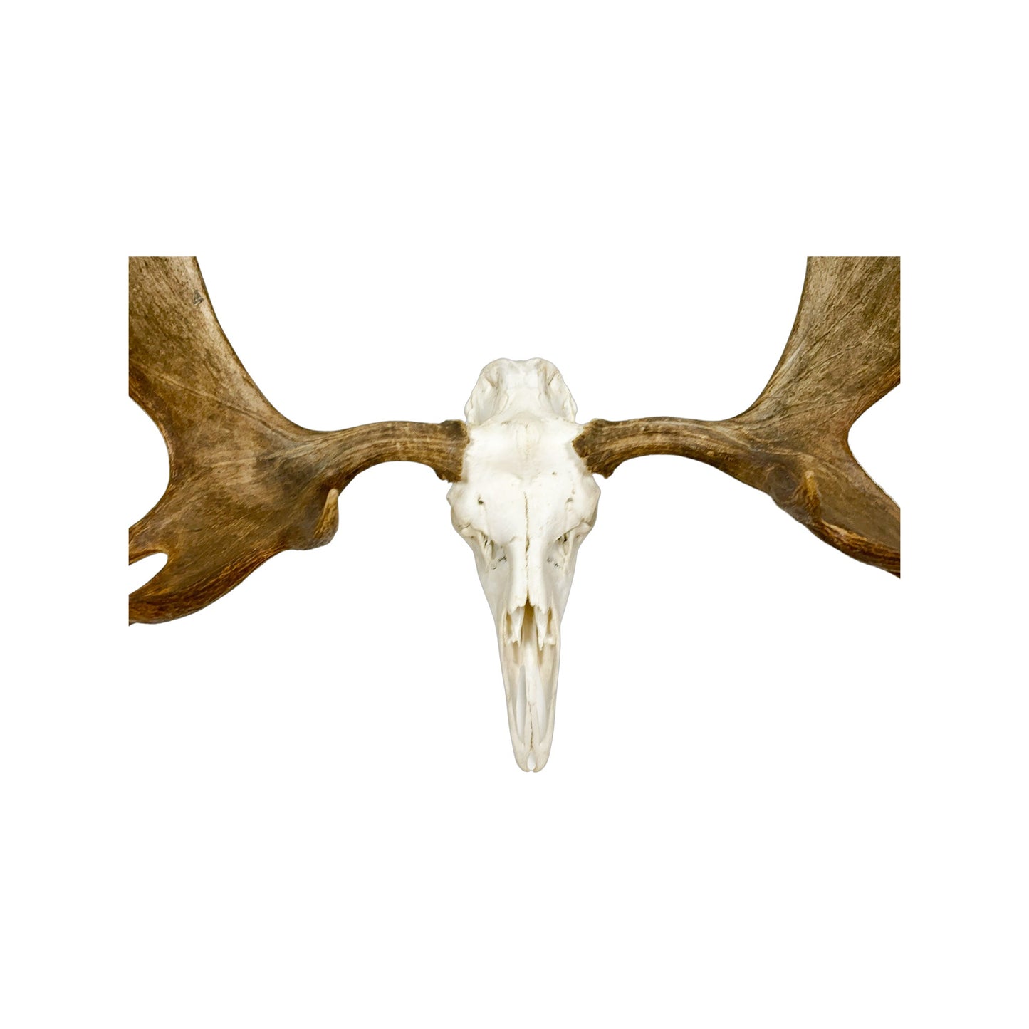 A Home Decor Taxidermy Moose European Skull of Grade Remarkable