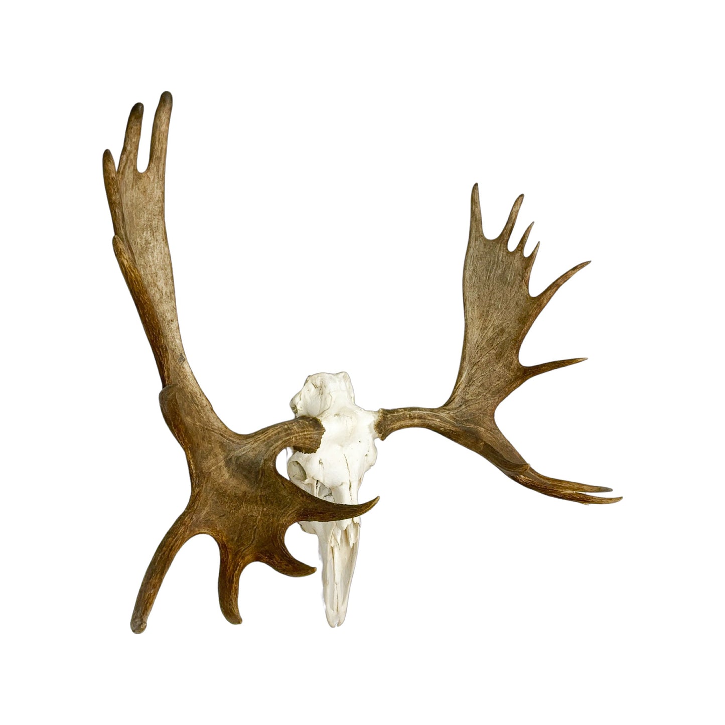 A Home Decor Taxidermy Moose European Skull of Grade Remarkable