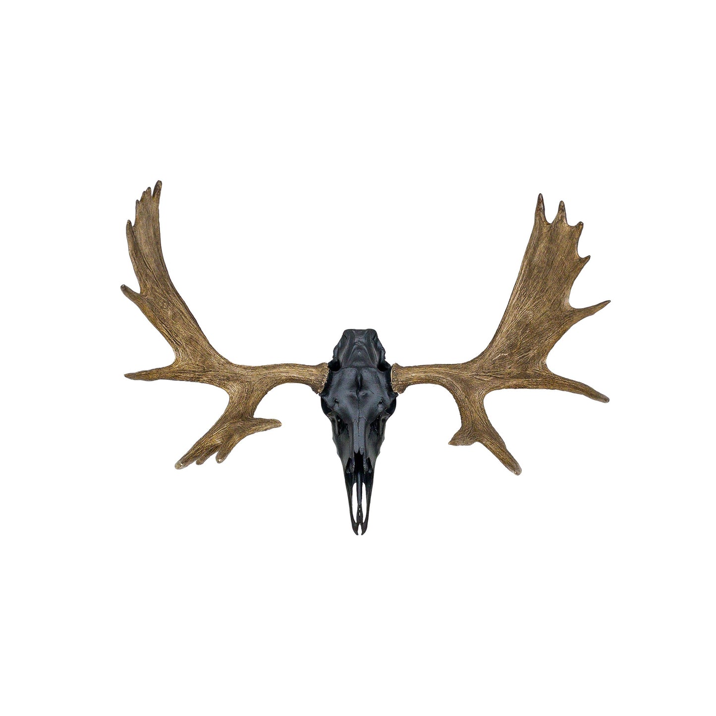 A Home Decor Taxidermy Moose European Skull of Grade Remarkable
