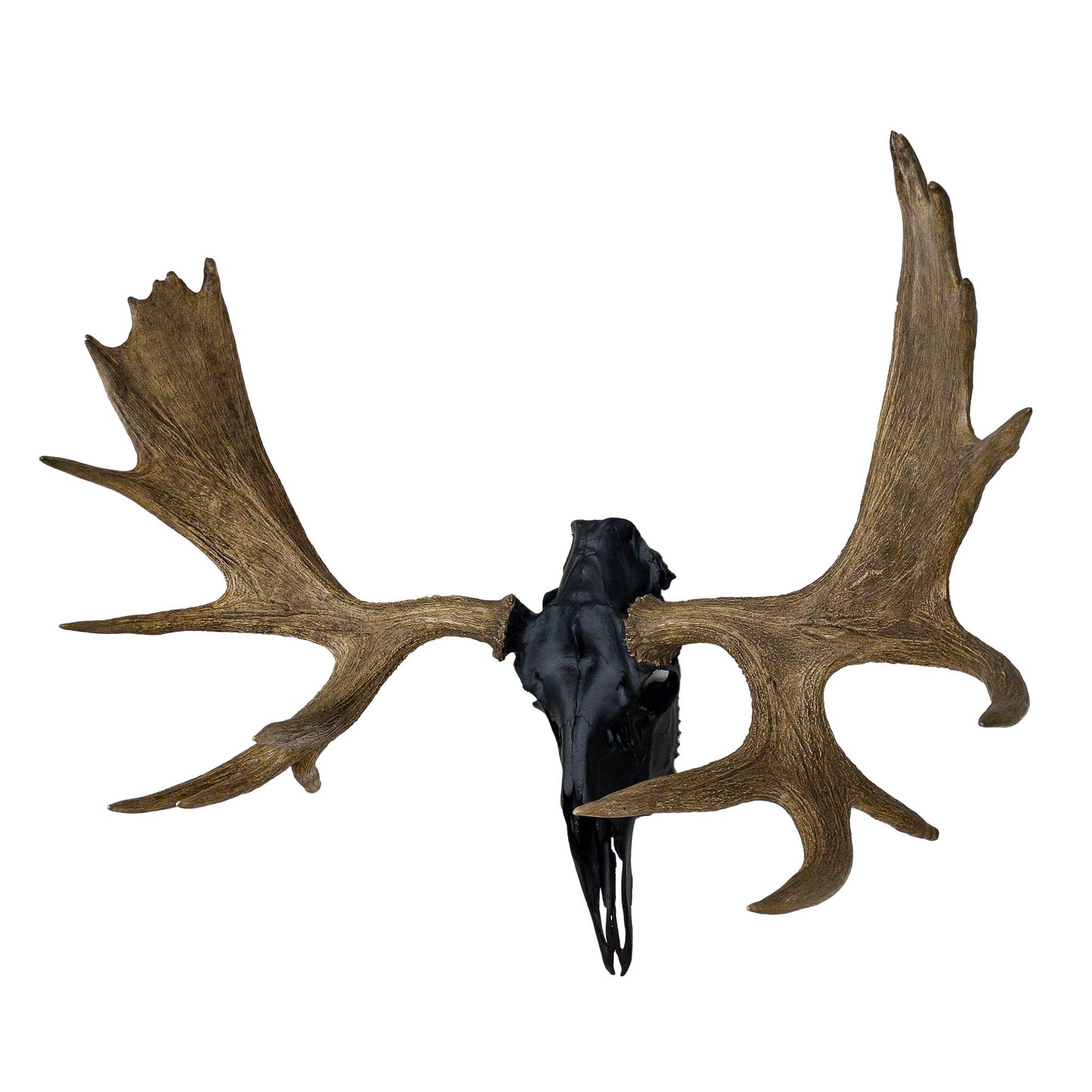 A Home Decor Taxidermy Moose European Skull of Grade Remarkable