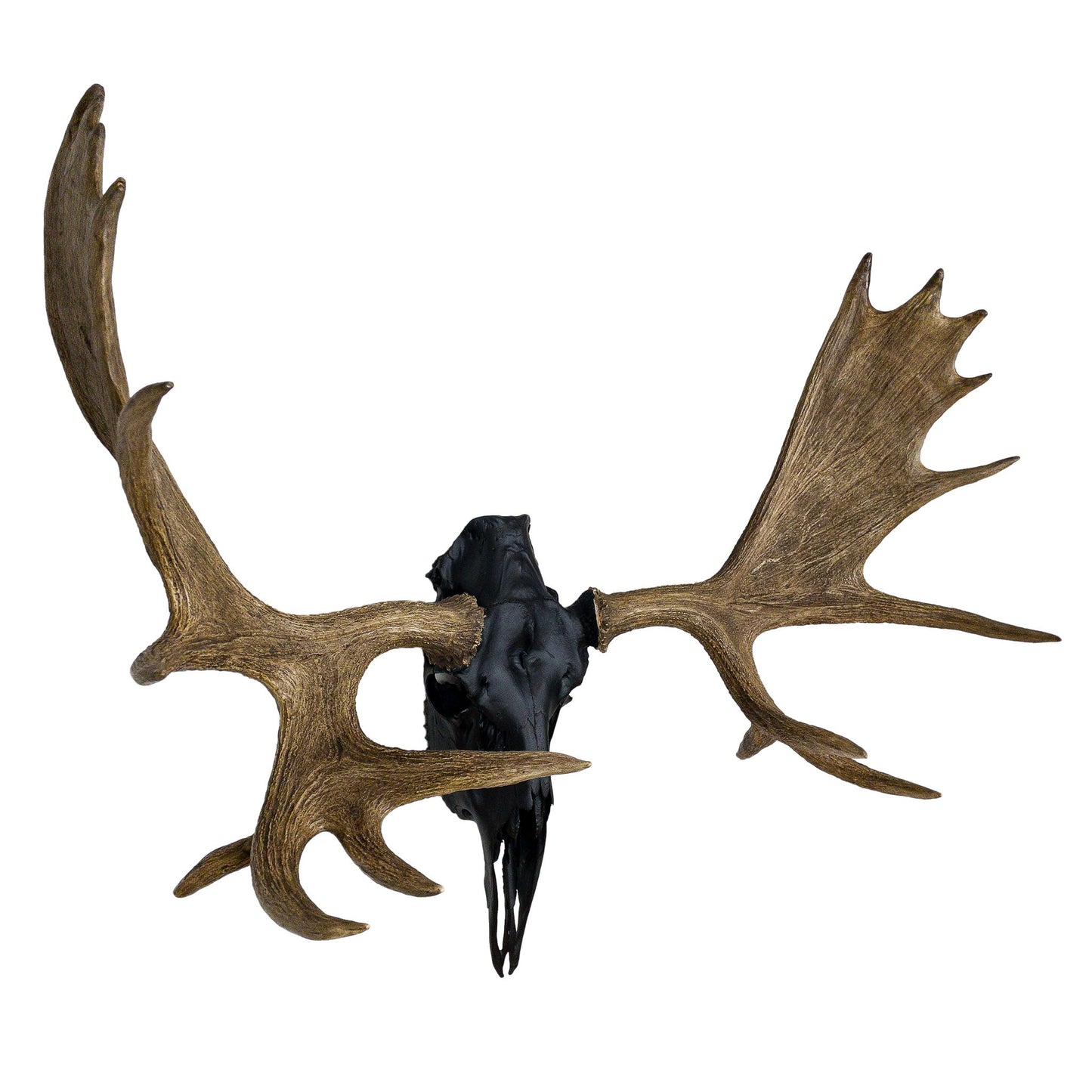 A Home Decor Taxidermy Moose European Skull of Grade Remarkable