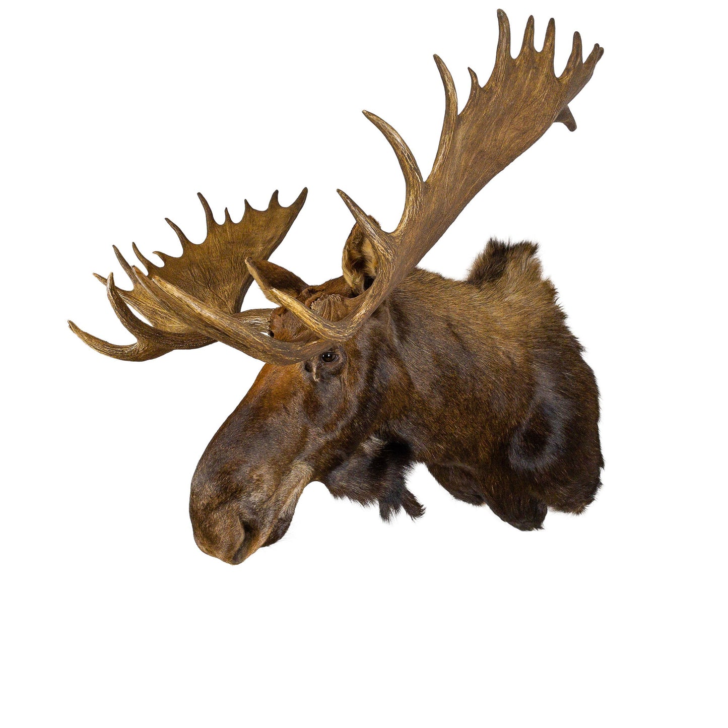 A Home Decor Taxidermy Moose Shoulder Mount of Grade Remarkable