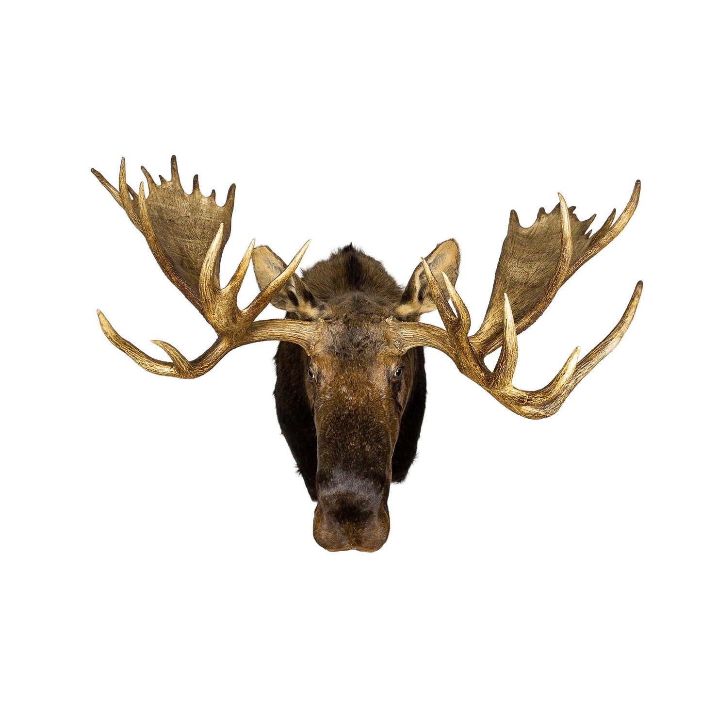 A Home Decor Taxidermy Moose Shoulder Mount of Grade Trophy