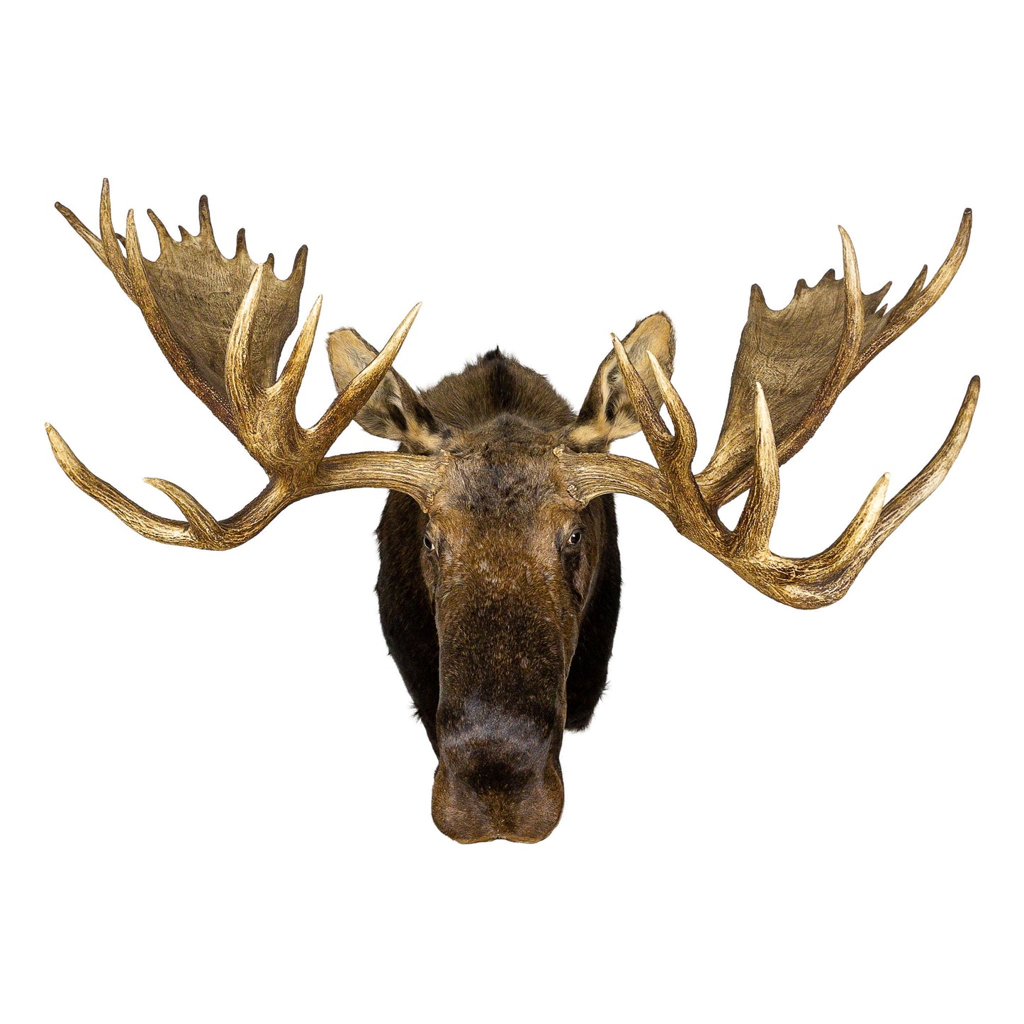 A Home Decor Taxidermy Moose Shoulder Mount of Grade Trophy