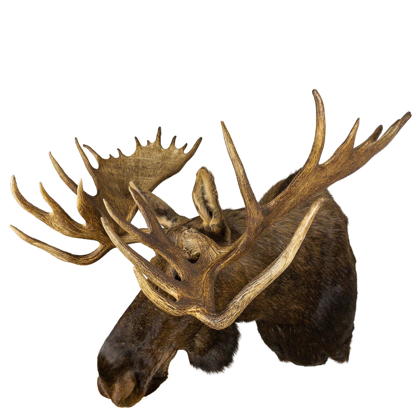 A Home Decor Taxidermy Moose Shoulder Mount of Grade Trophy