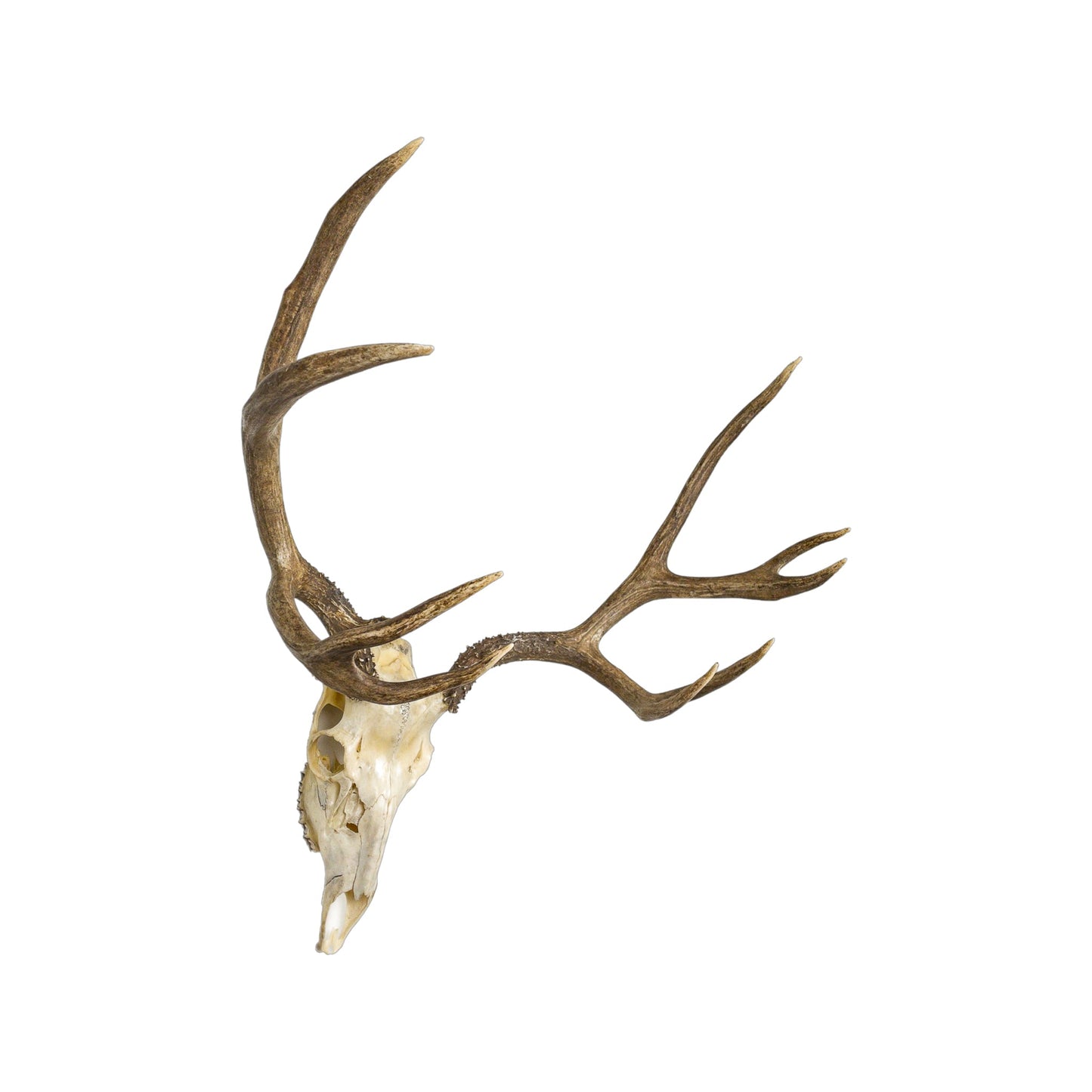 A Home Decor Taxidermy Mule Deer European Skull of Grade Respectable