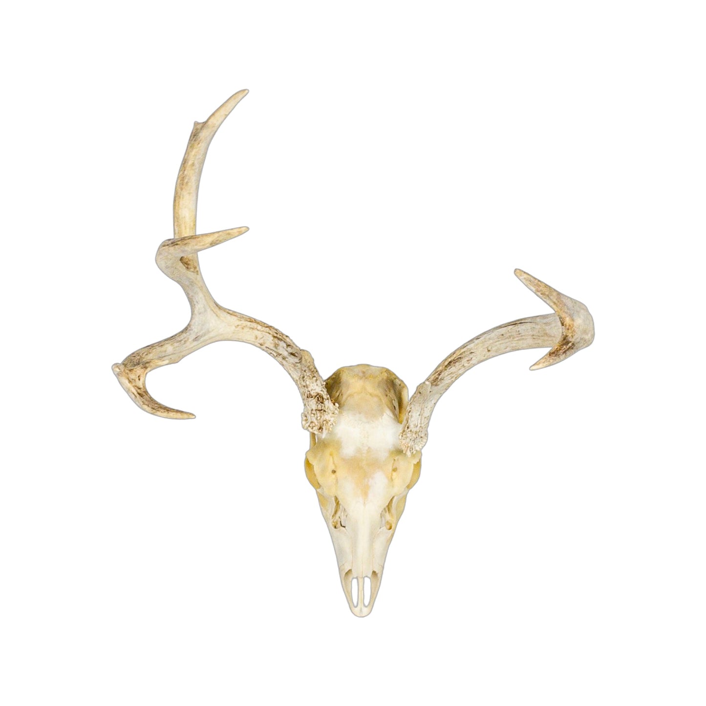 A Home Decor Taxidermy Mule Deer European Skull of Grade Respectable