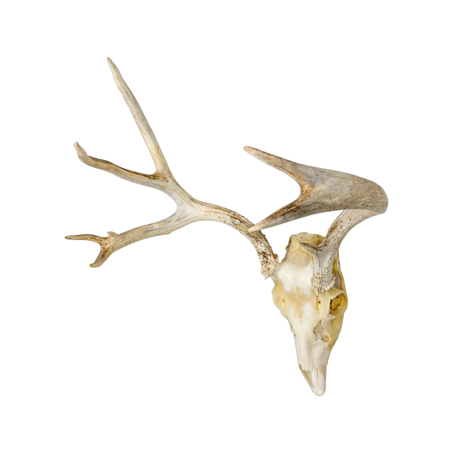 A Home Decor Taxidermy Mule Deer European Skull of Grade Respectable