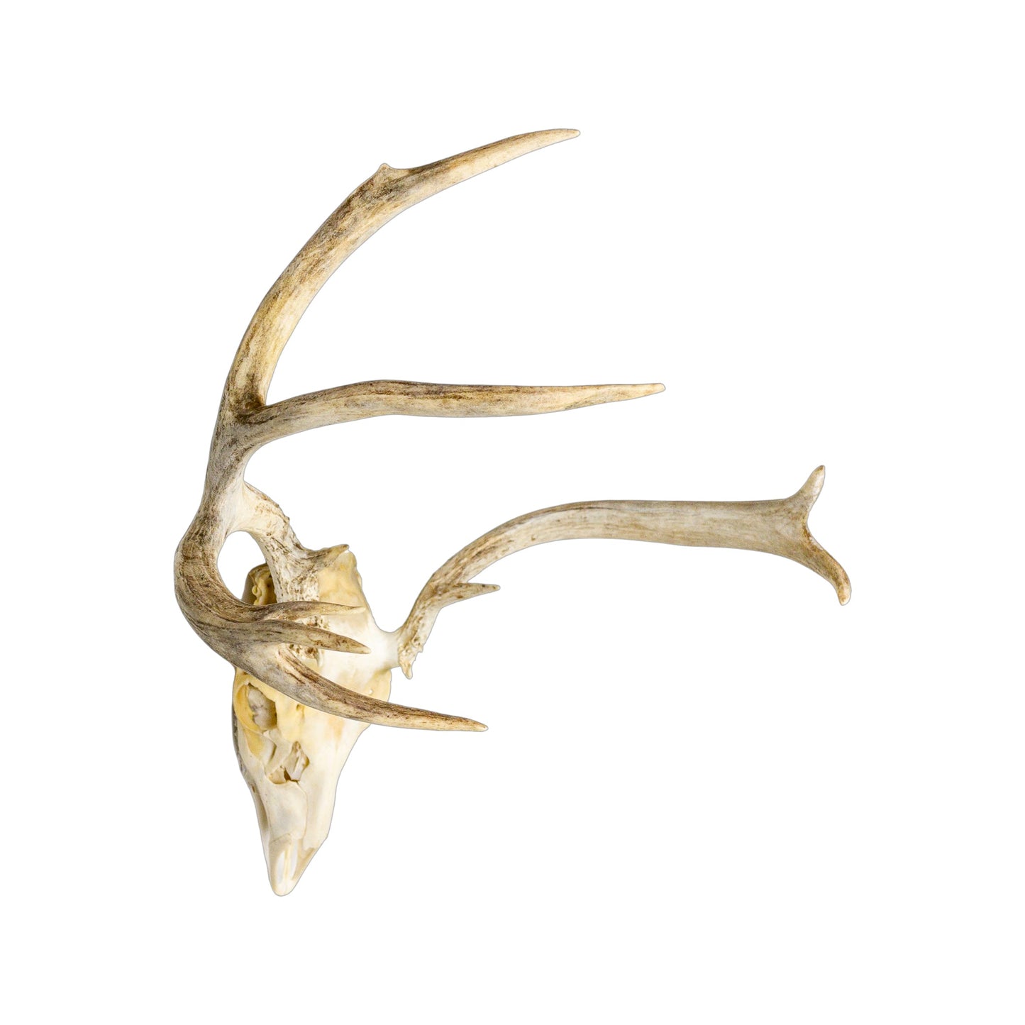 A Home Decor Taxidermy Mule Deer European Skull of Grade Respectable