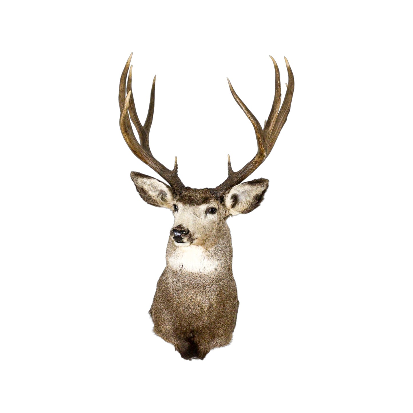 A Home Decor Taxidermy Mule Deer Shoulder Mount of Grade World Class