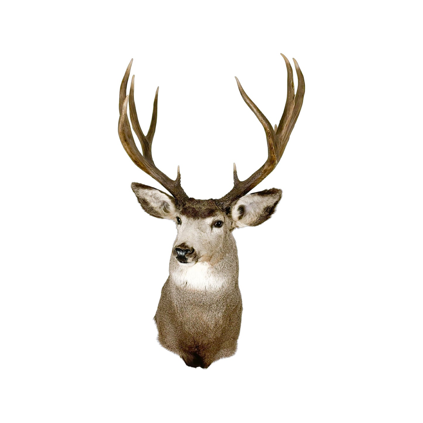 A Home Decor Taxidermy Mule Deer Shoulder Mount of Grade World Class