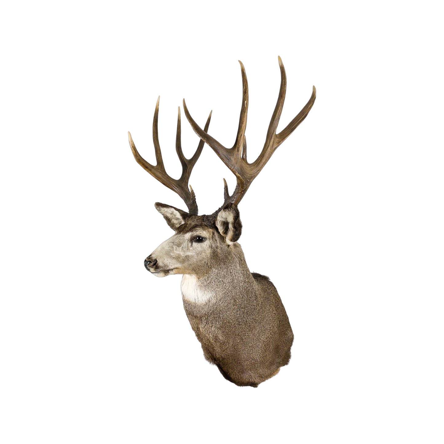 A Home Decor Taxidermy Mule Deer Shoulder Mount of Grade World Class