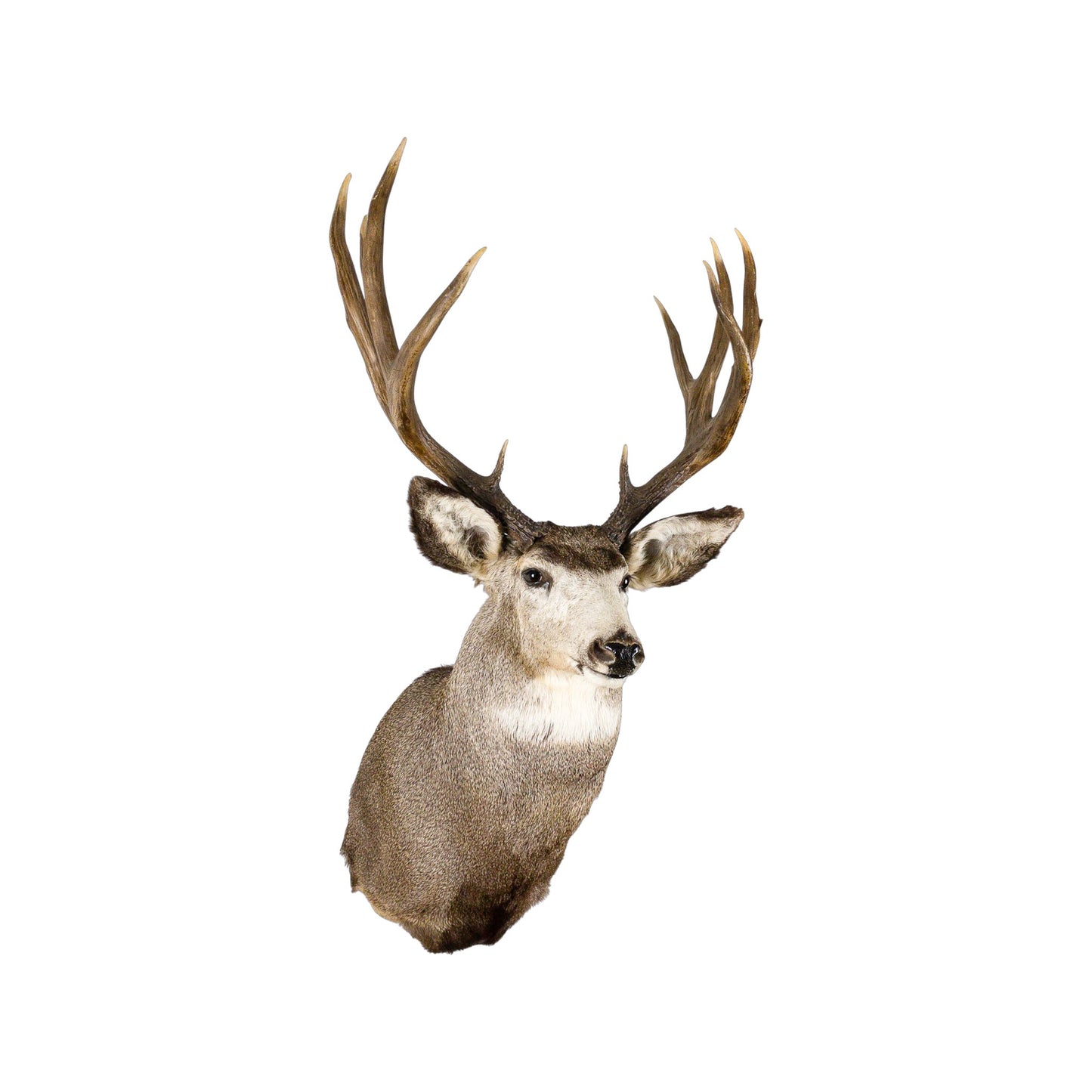 A Home Decor Taxidermy Mule Deer Shoulder Mount of Grade World Class