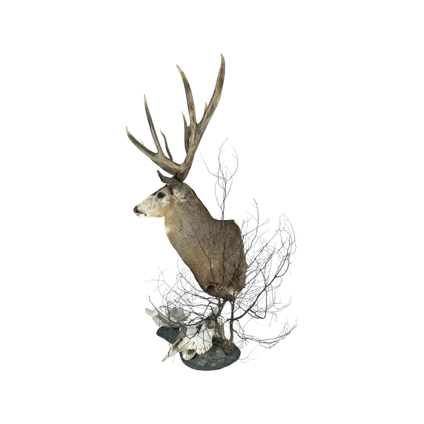 A Home Decor Taxidermy Mule Deer Shoulder Mount of Grade World Class