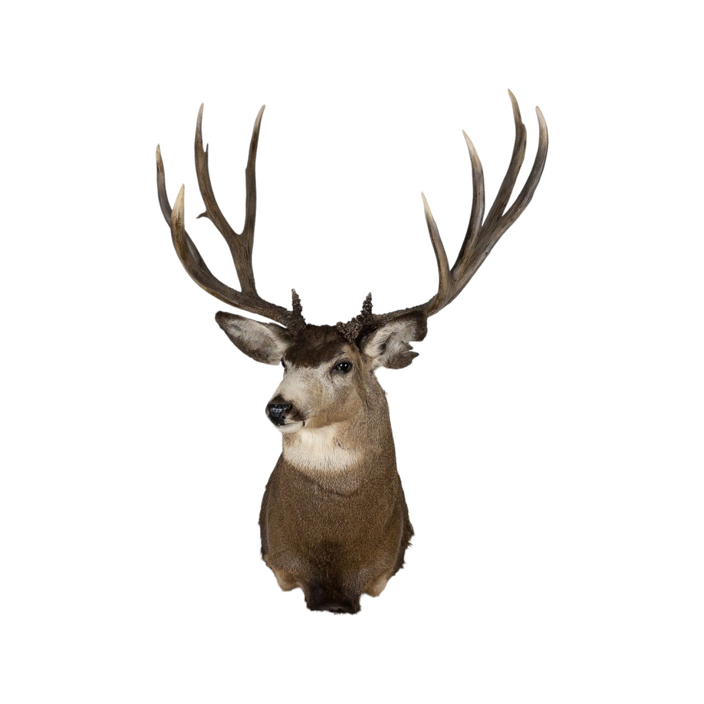 A Home Decor Taxidermy Mule Deer Shoulder Mount of Grade World Class