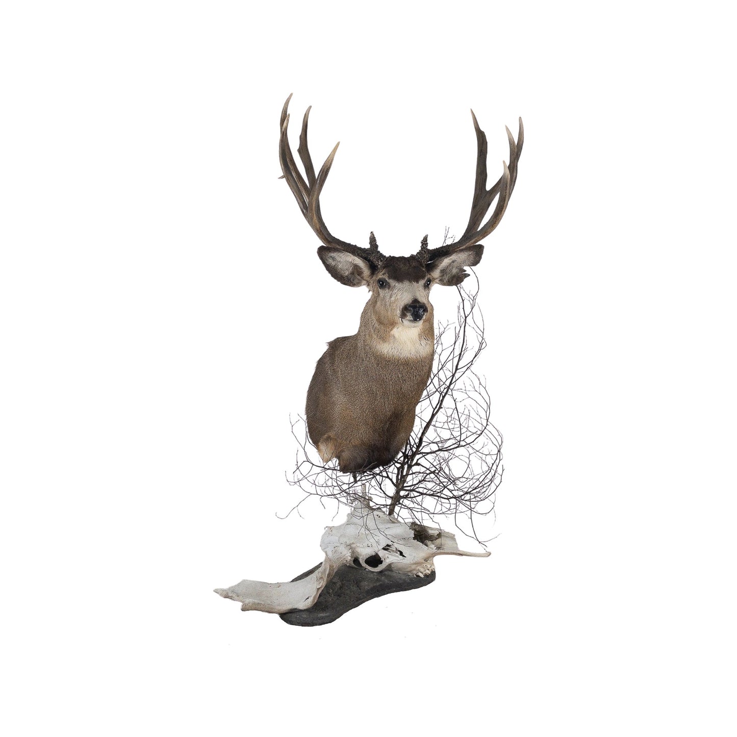 A Home Decor Taxidermy Mule Deer Shoulder Mount of Grade World Class