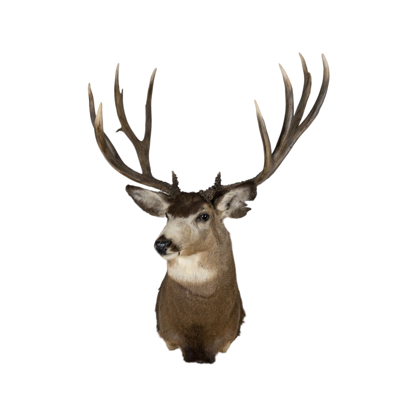 A Home Decor Taxidermy Mule Deer Shoulder Mount of Grade World Class