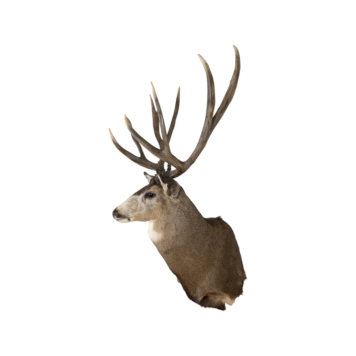 A Home Decor Taxidermy Mule Deer Shoulder Mount of Grade World Class