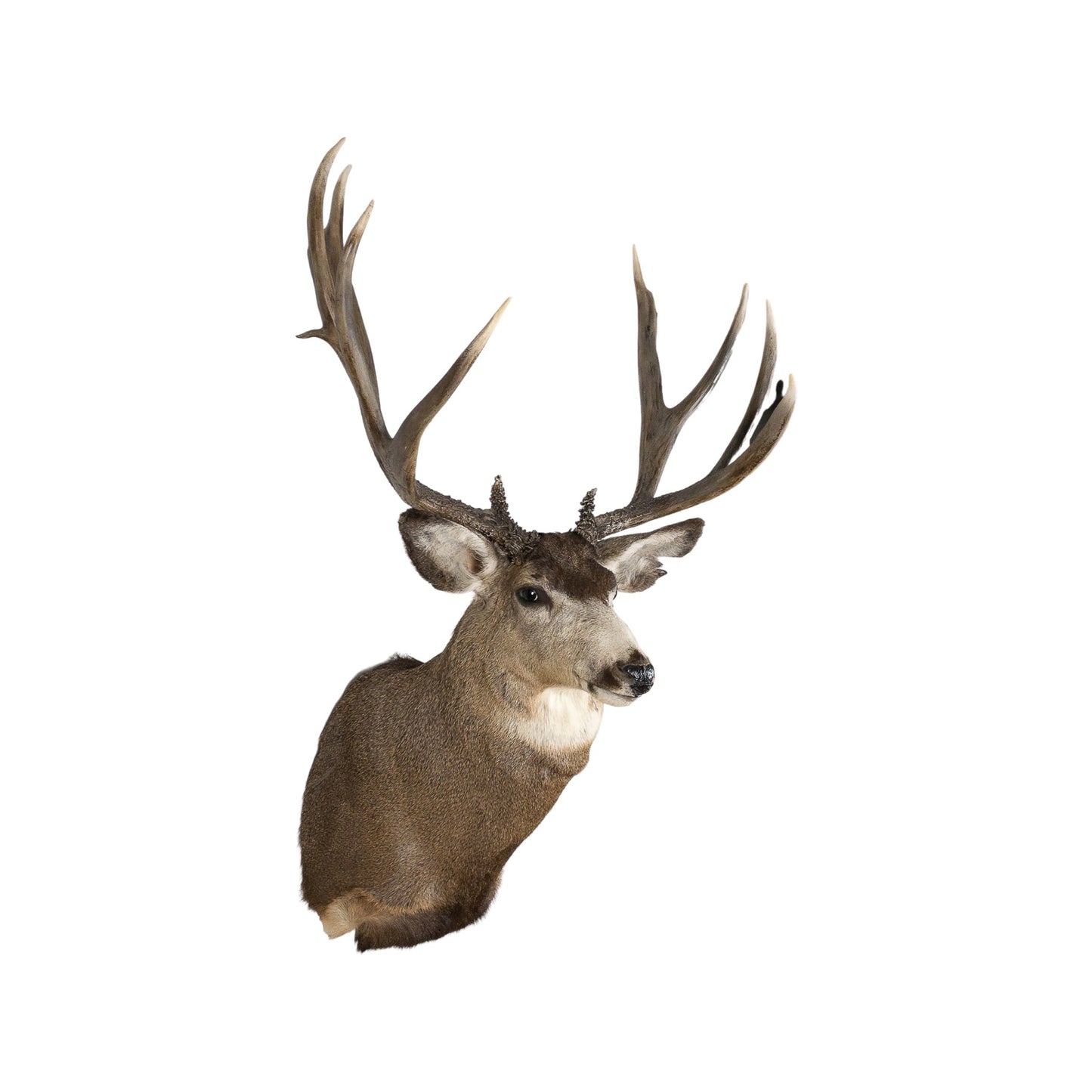A Home Decor Taxidermy Mule Deer Shoulder Mount of Grade World Class
