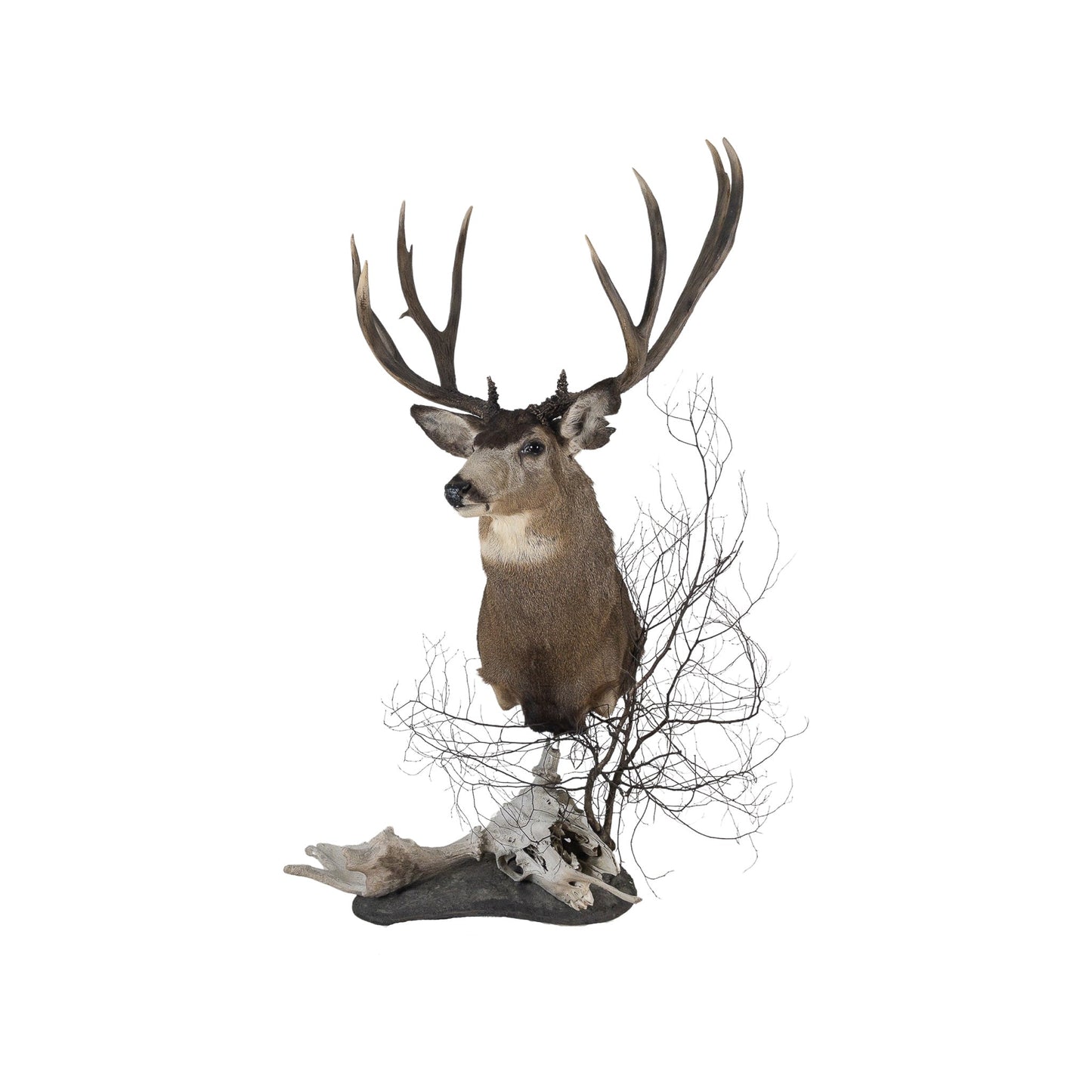 A Home Decor Taxidermy Mule Deer Shoulder Mount of Grade World Class