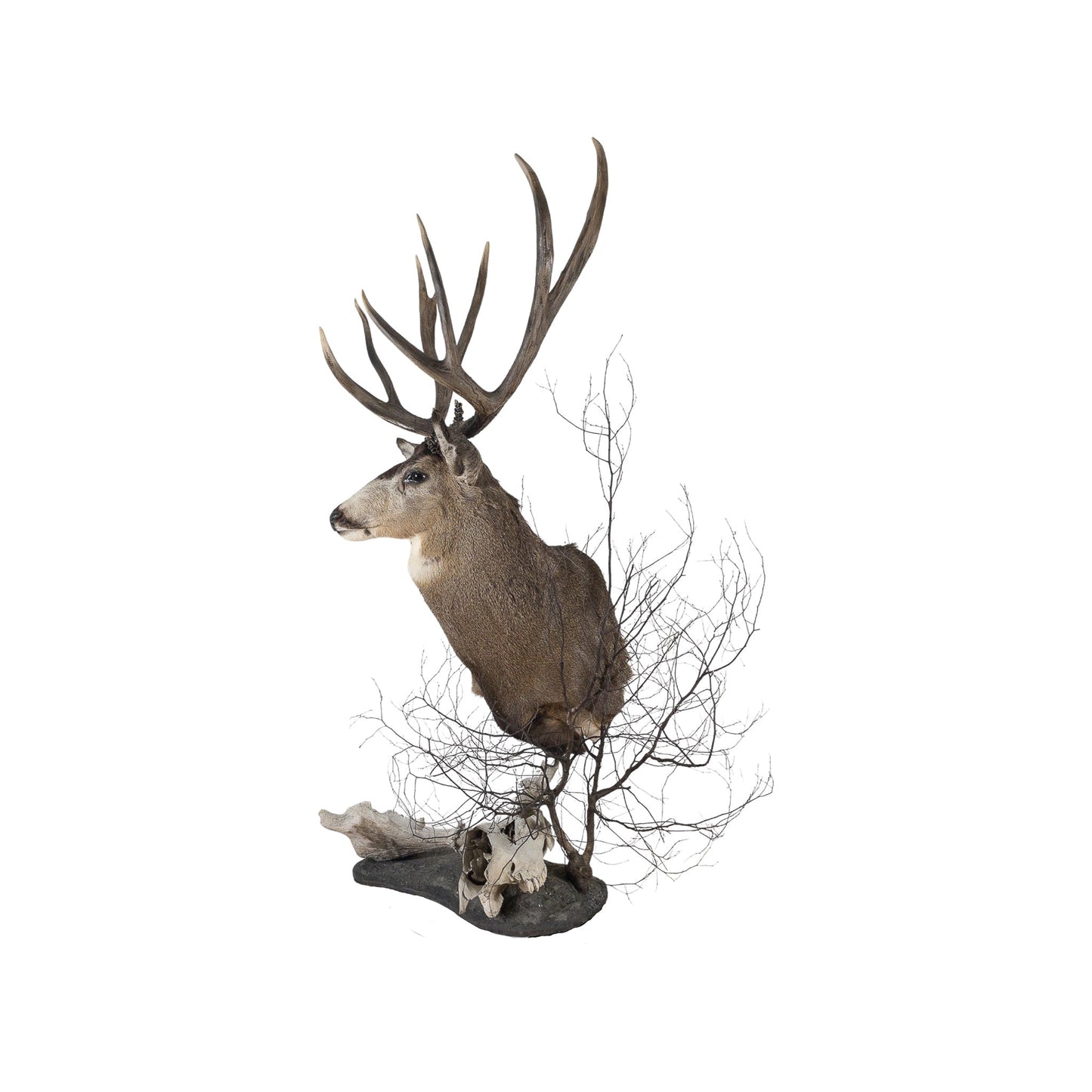 A Home Decor Taxidermy Mule Deer Shoulder Mount of Grade World Class