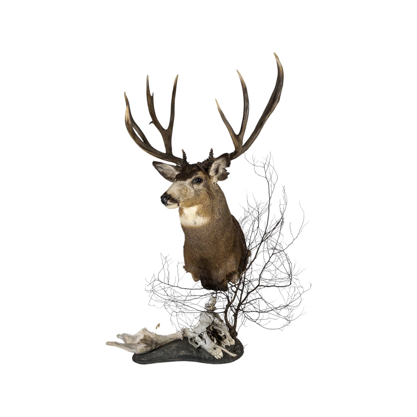A Home Decor Taxidermy Mule Deer Shoulder Mount of Grade World Class