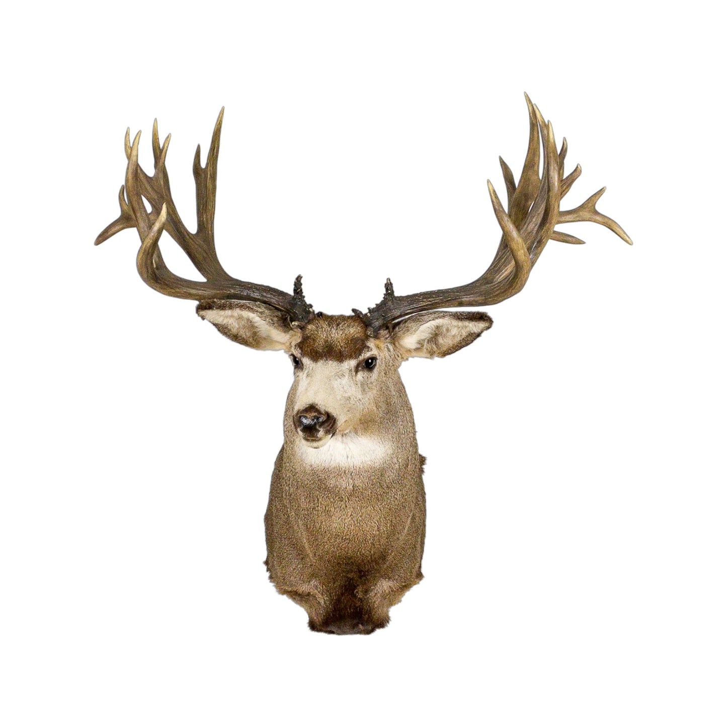 A Home Decor Taxidermy Mule Deer Shoulder Mount of Grade World Class