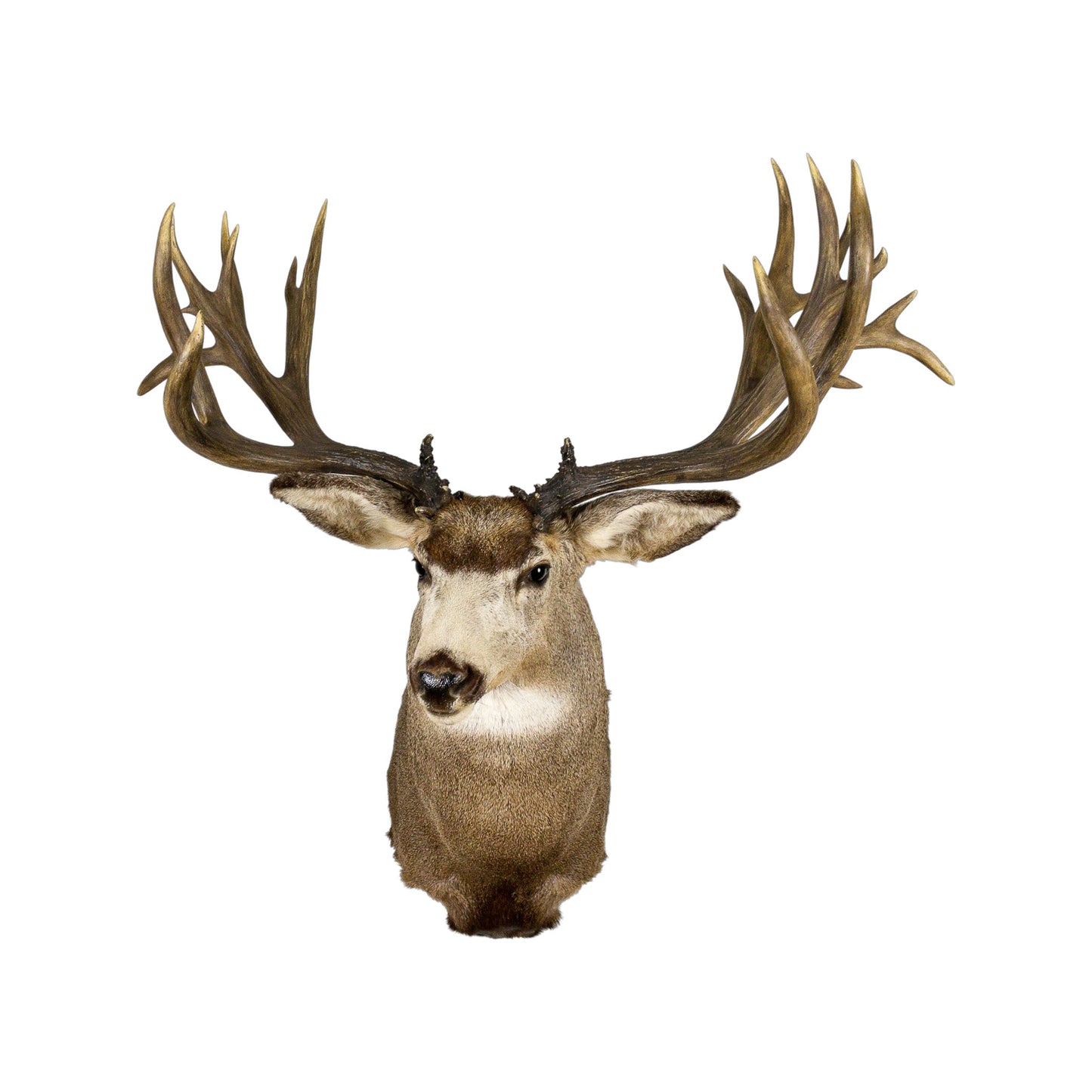 A Home Decor Taxidermy Mule Deer Shoulder Mount of Grade World Class