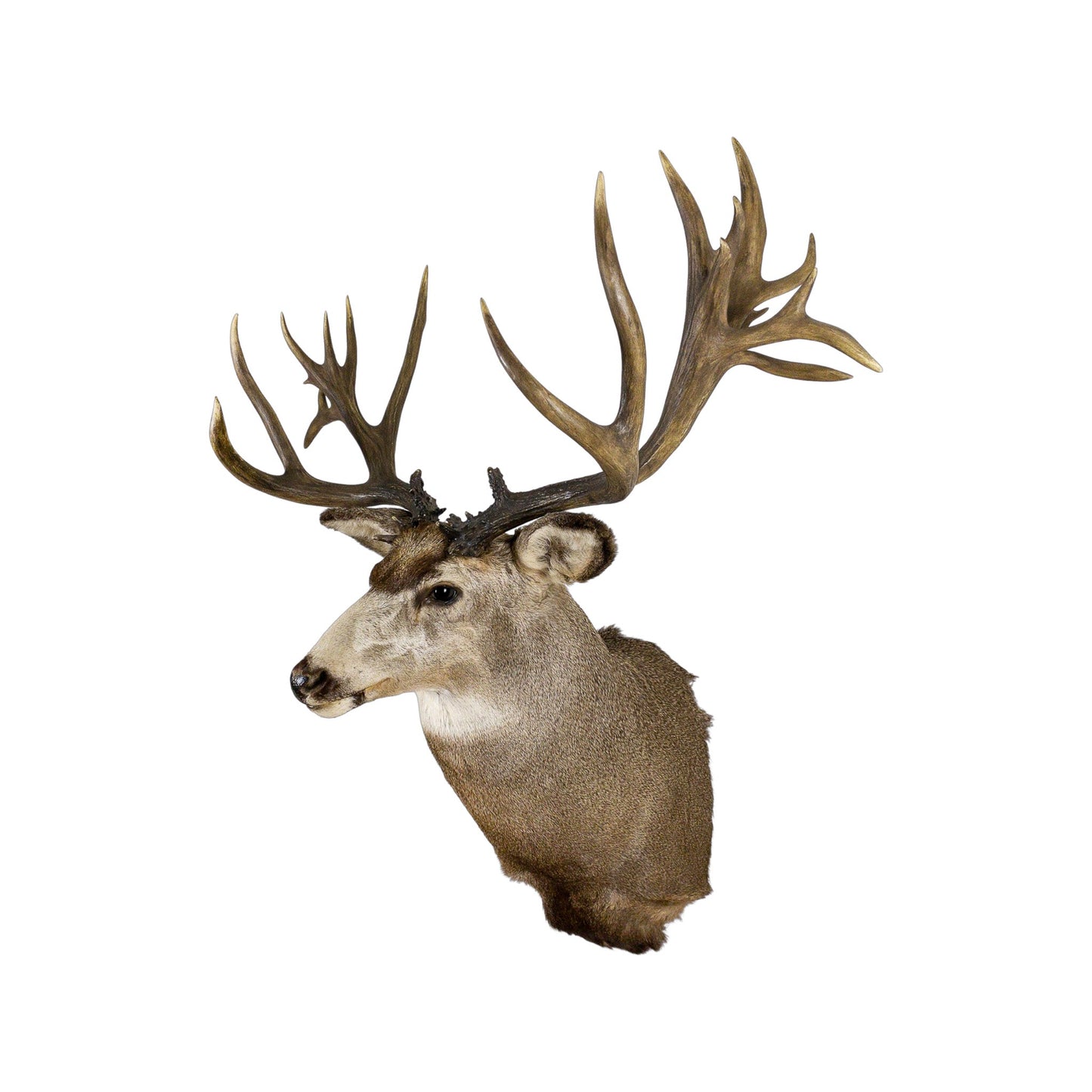 A Home Decor Taxidermy Mule Deer Shoulder Mount of Grade World Class
