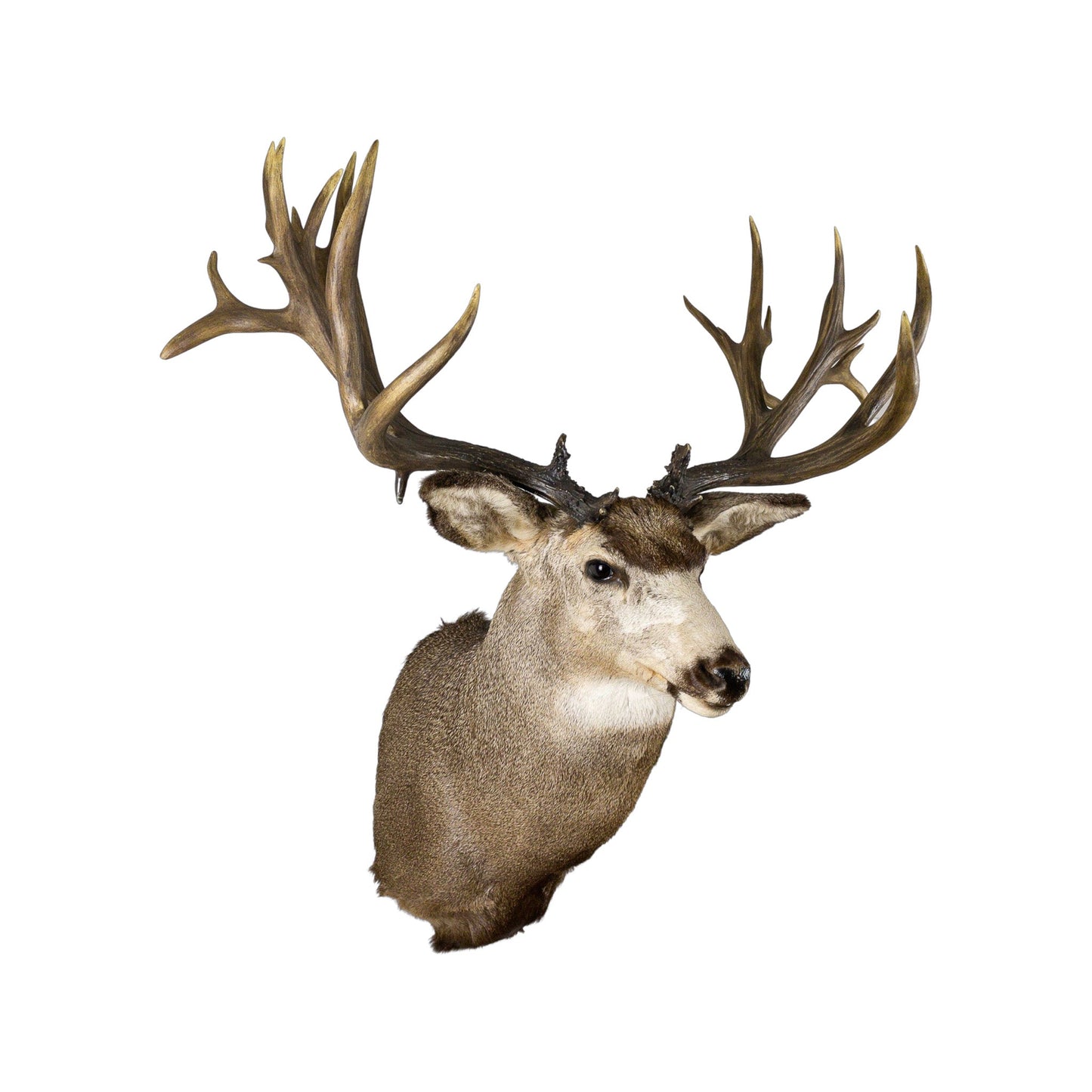 A Home Decor Taxidermy Mule Deer Shoulder Mount of Grade World Class