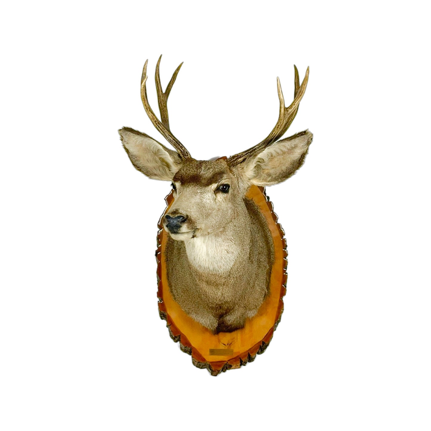 A Home Decor Taxidermy Mule deer Shoulder Mount of Grade Remarkable