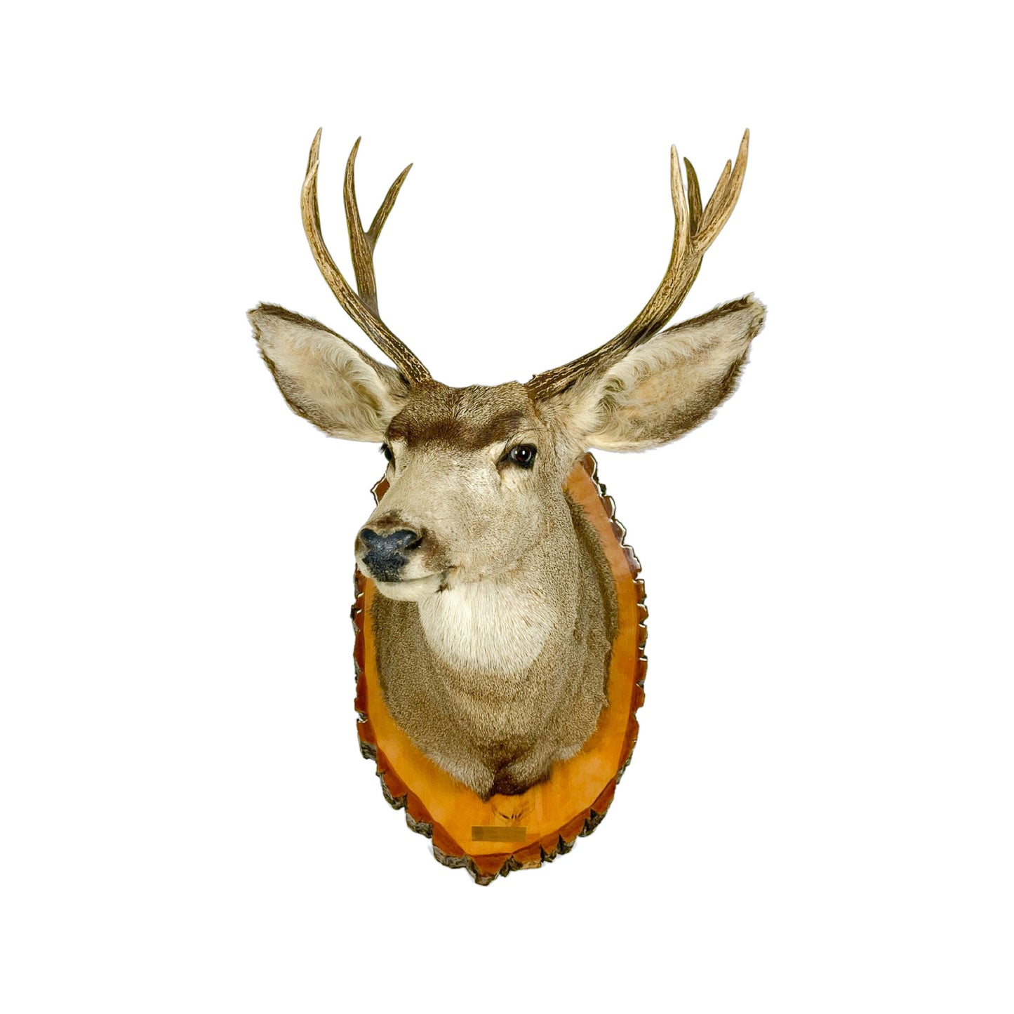 A Home Decor Taxidermy Mule deer Shoulder Mount of Grade Remarkable