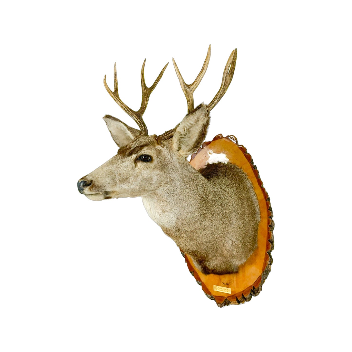 A Home Decor Taxidermy Mule deer Shoulder Mount of Grade Remarkable