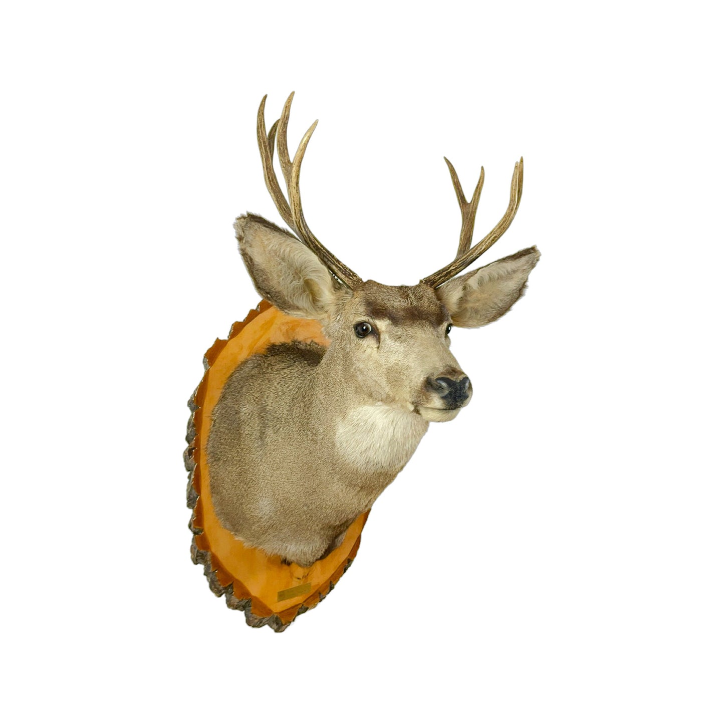 A Home Decor Taxidermy Mule deer Shoulder Mount of Grade Remarkable