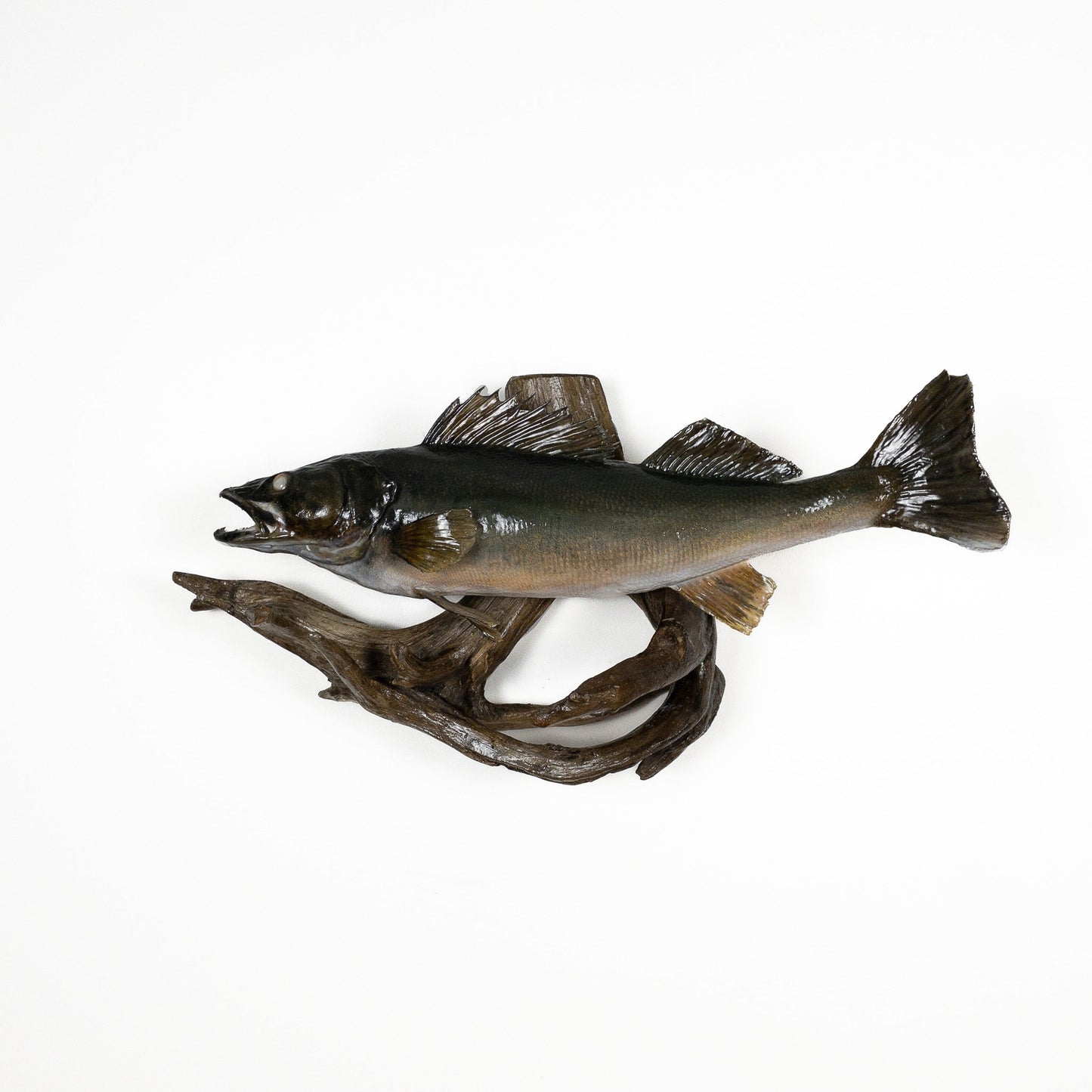 A Home Decor Taxidermy Fish Mount Pickerelof Grade Remarkable