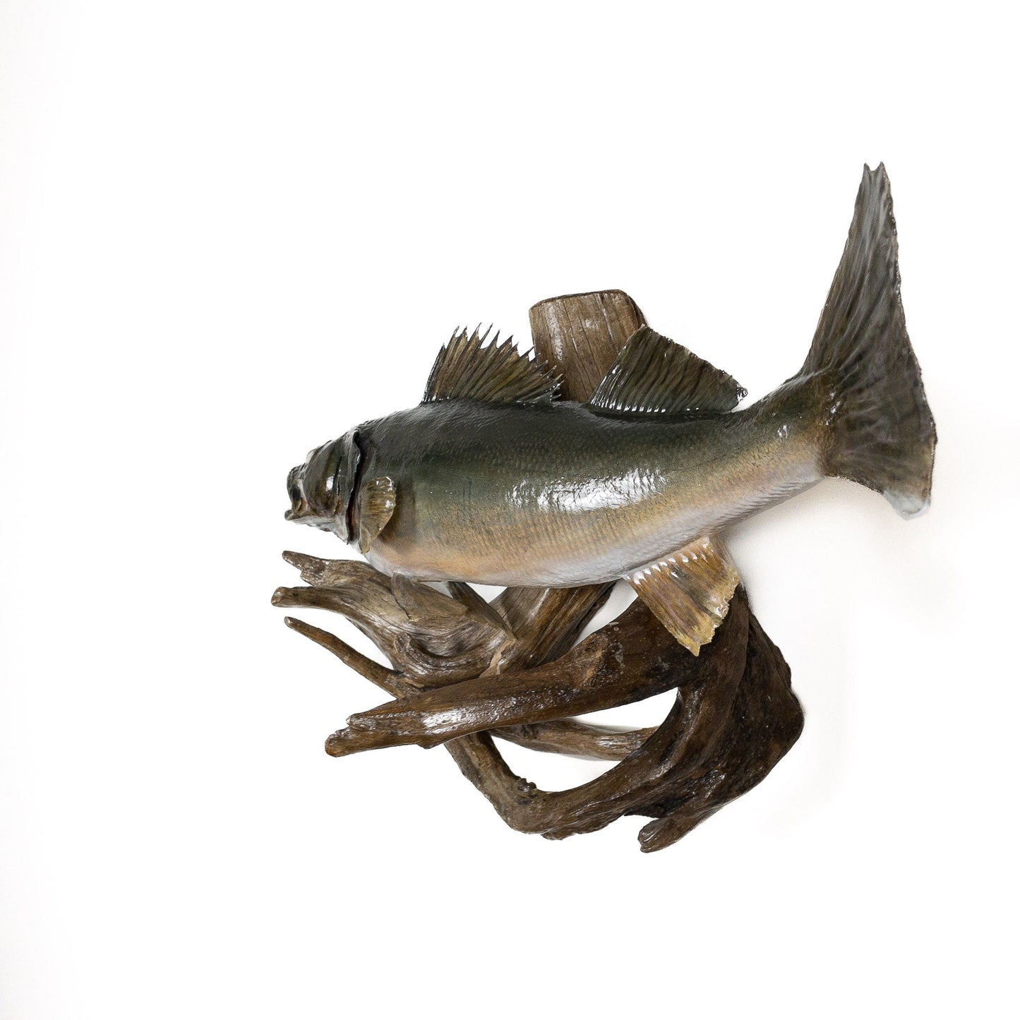 A Home Decor Taxidermy Fish Mount Pickerelof Grade Remarkable
