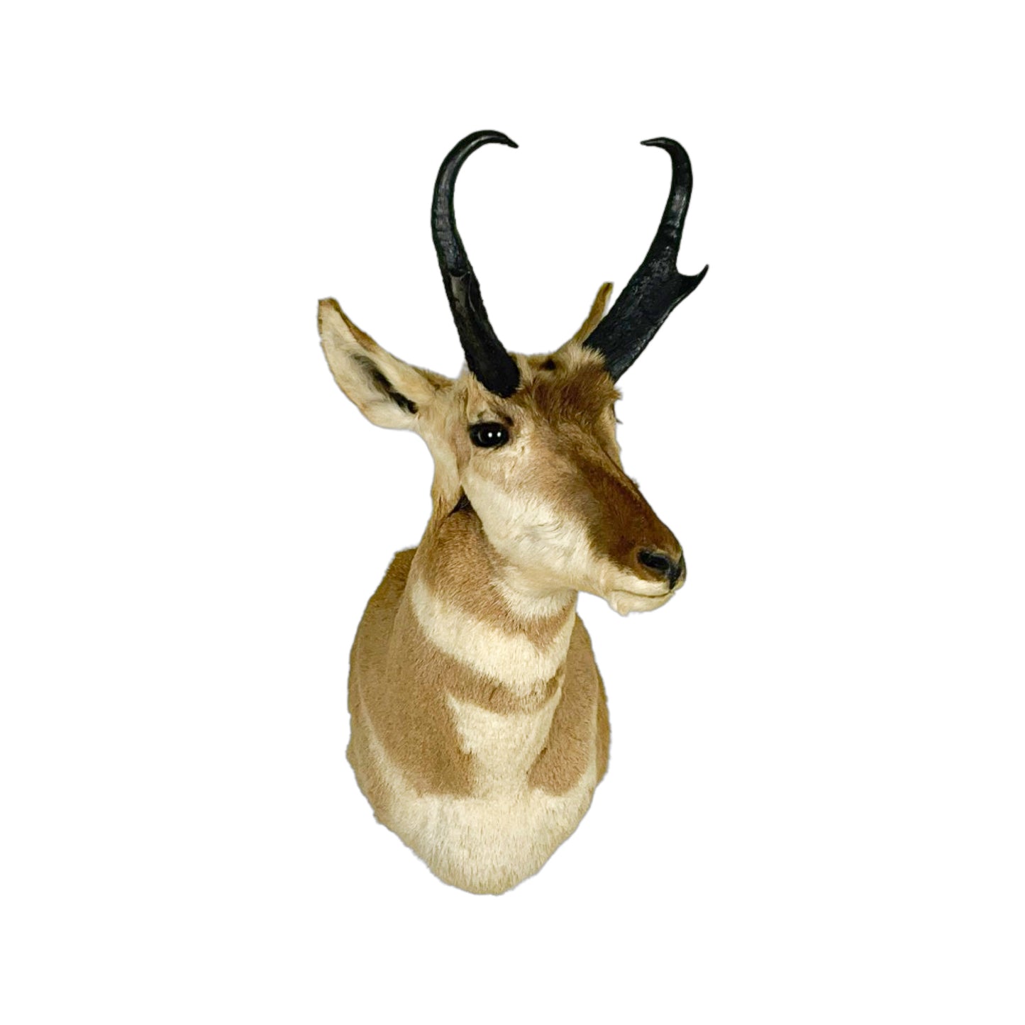 A Home Decor Taxidermy Pronghorn Shoulder Mount of Grade Respectable