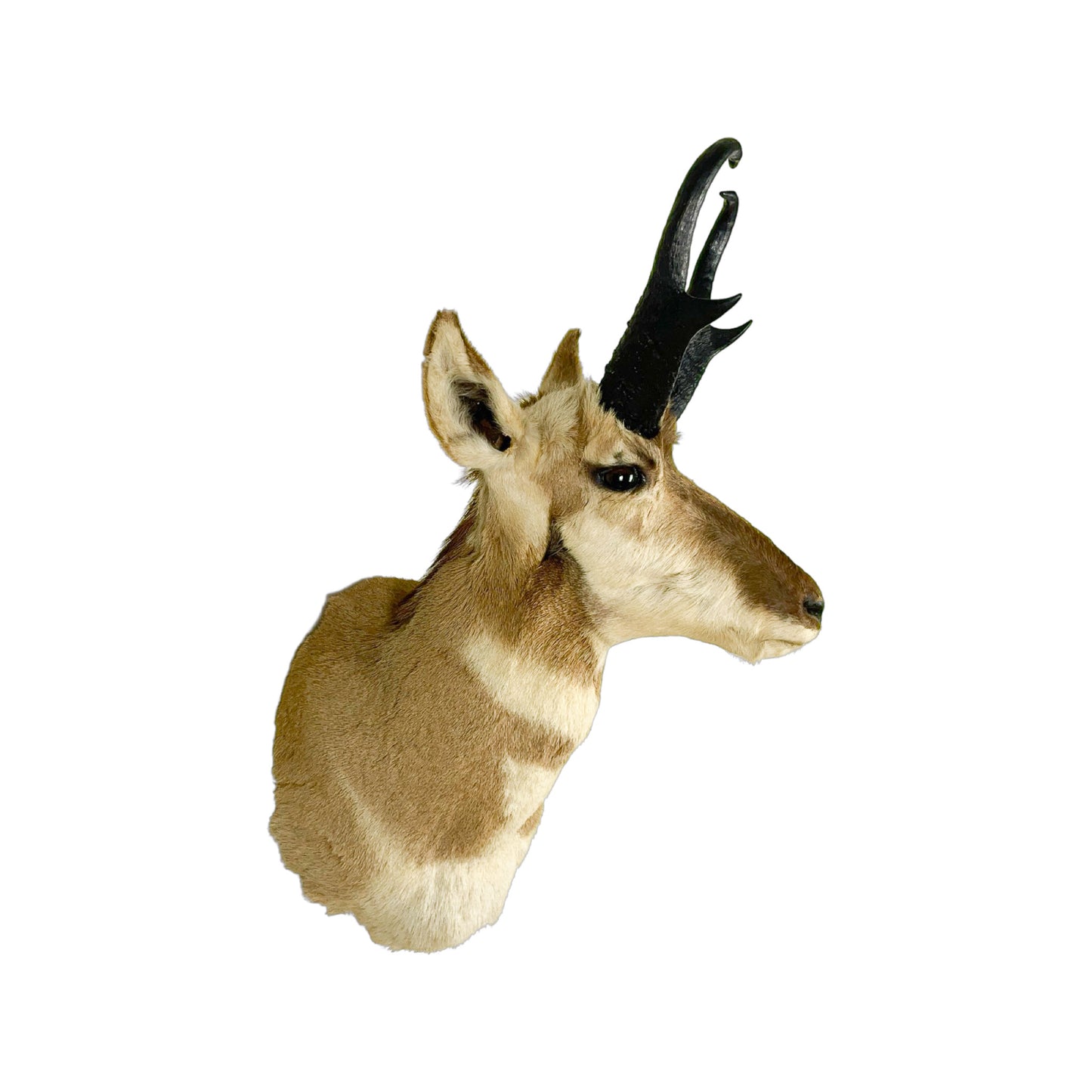 A Home Decor Taxidermy Pronghorn Shoulder Mount of Grade Respectable