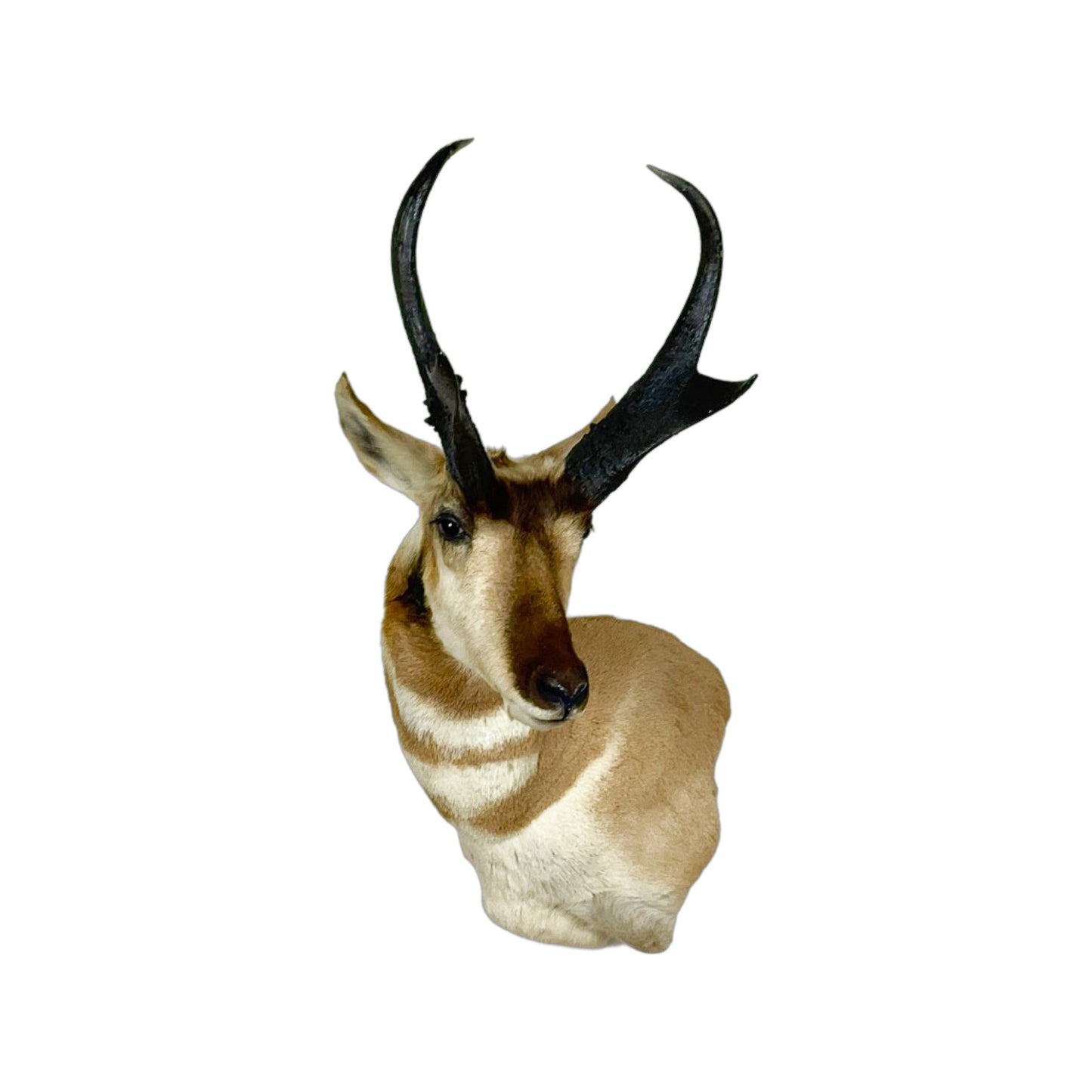 A Home Decor Taxidermy Pronghorn Shoulder Mount of Grade World class