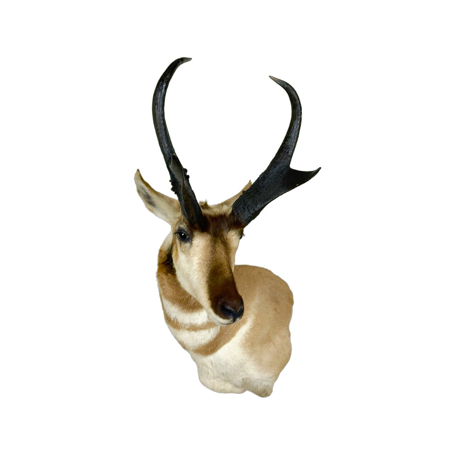 A Home Decor Taxidermy Pronghorn Shoulder Mount of Grade World class