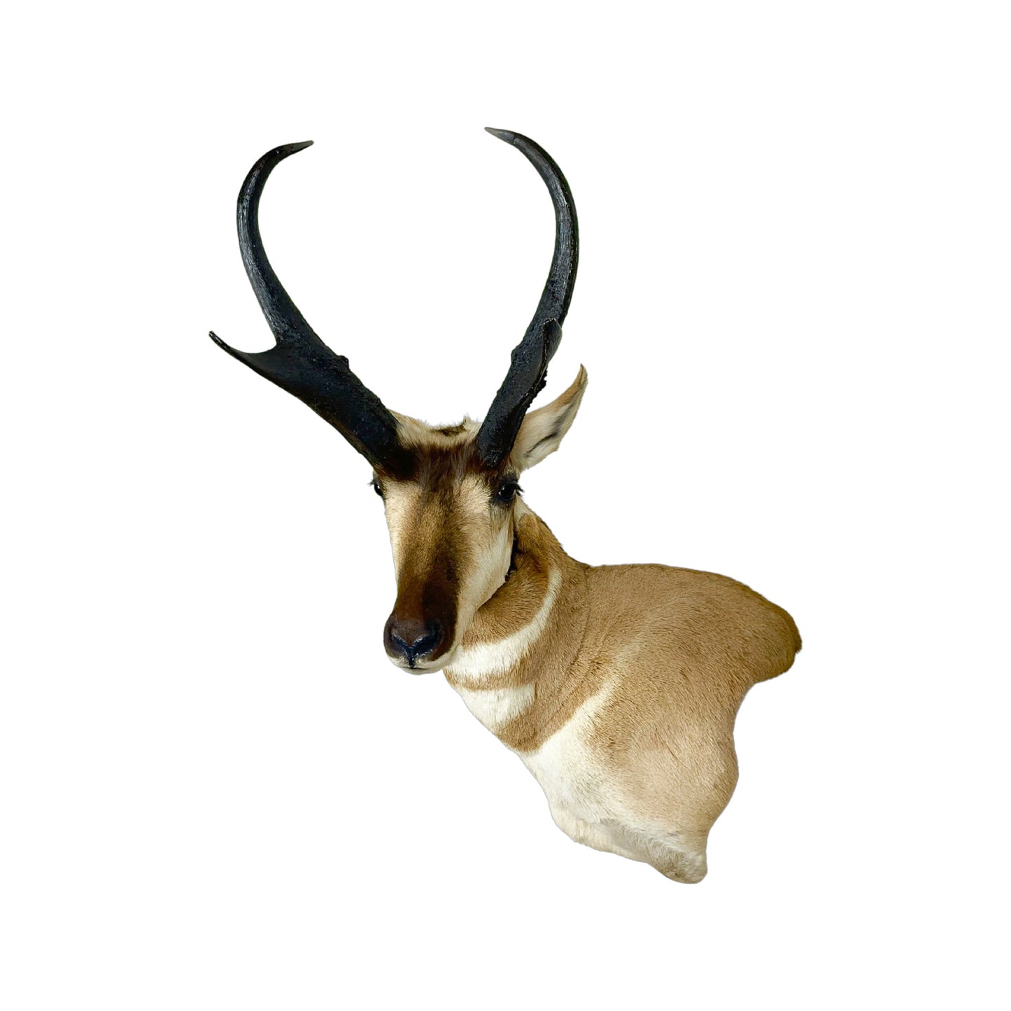 A Home Decor Taxidermy Pronghorn Shoulder Mount of Grade World class