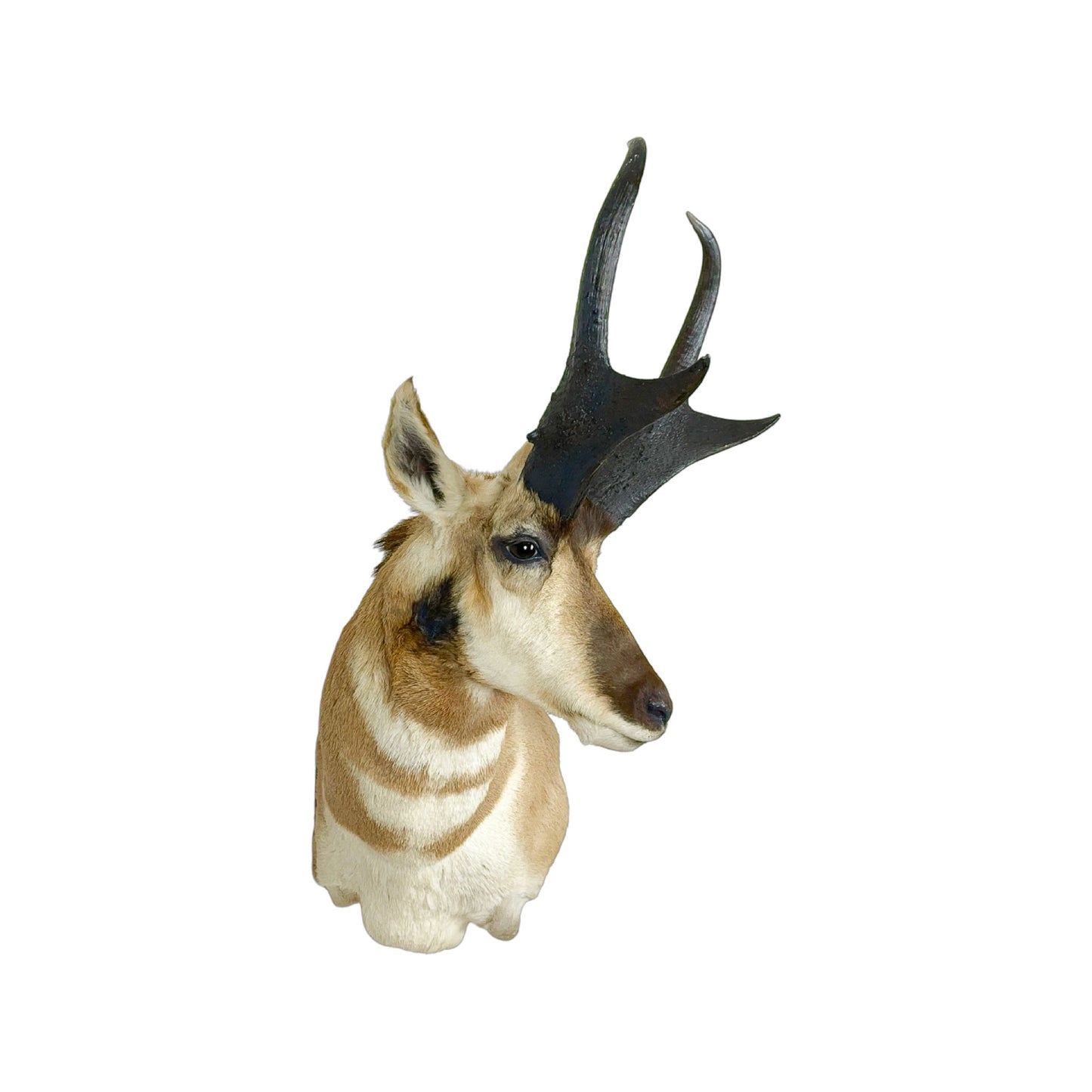 A Home Decor Taxidermy Pronghorn Shoulder Mount of Grade World class