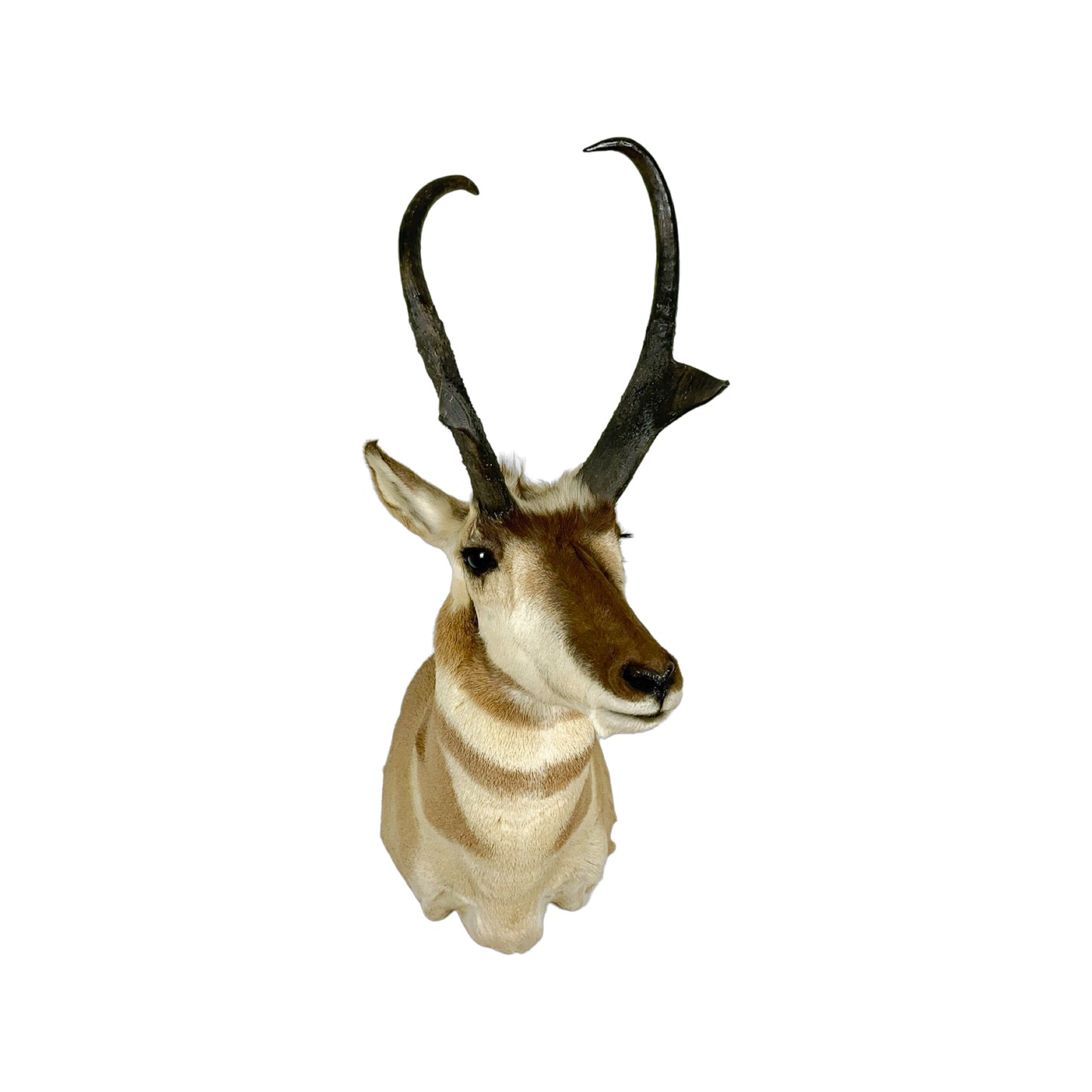 A Home Decor Taxidermy Pronghorn Shoulder Mount of Grade World class