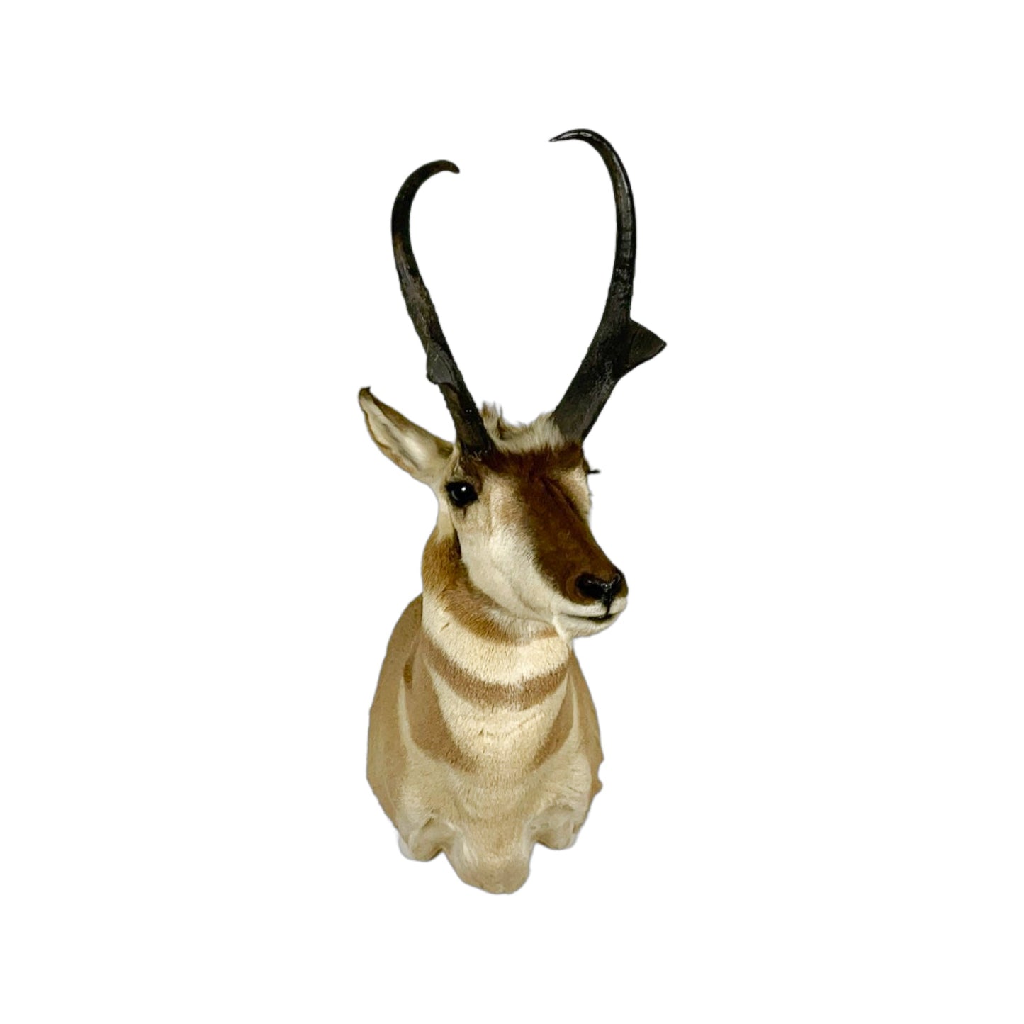 A Home Decor Taxidermy Pronghorn Shoulder Mount of Grade World class