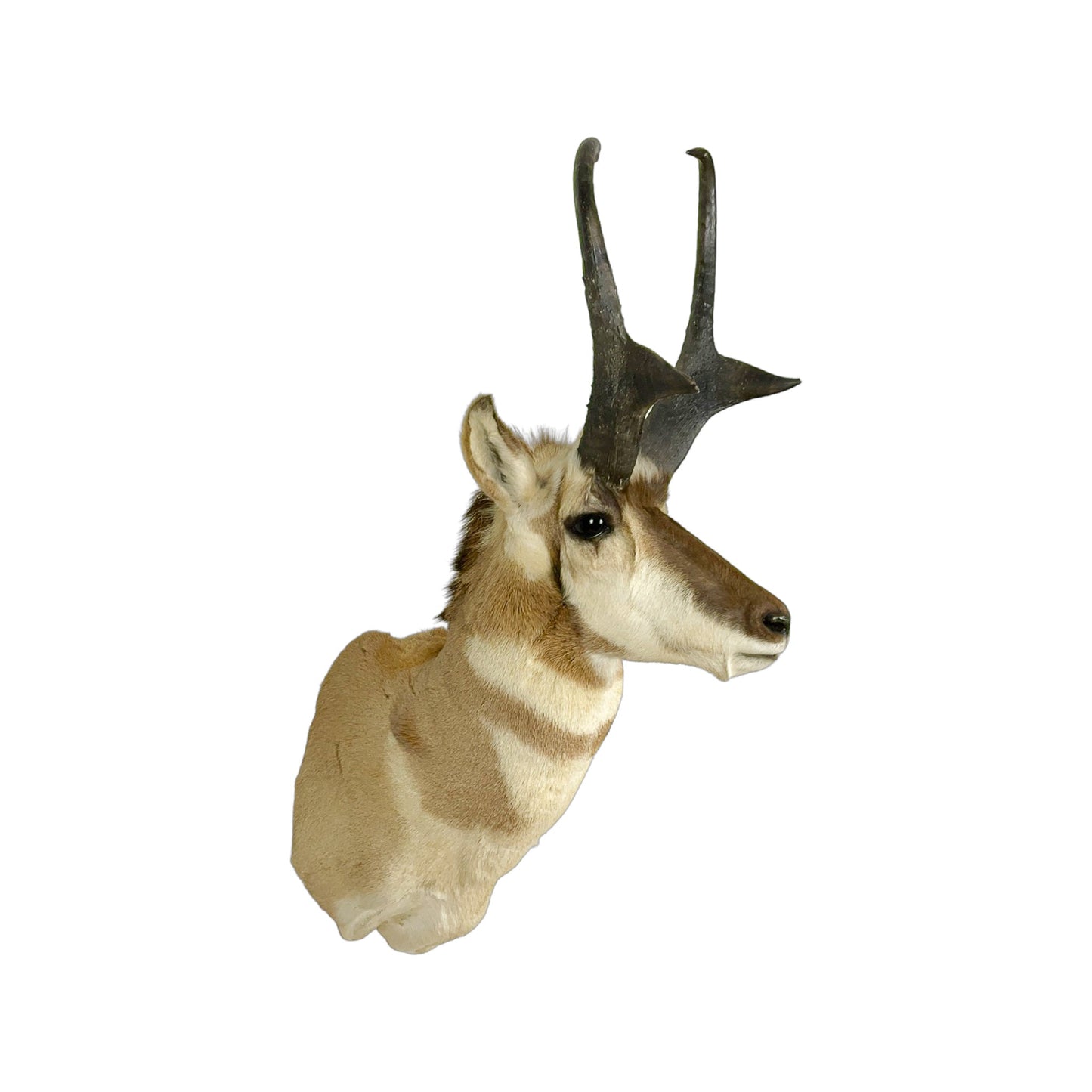 A Home Decor Taxidermy Pronghorn Shoulder Mount of Grade World class