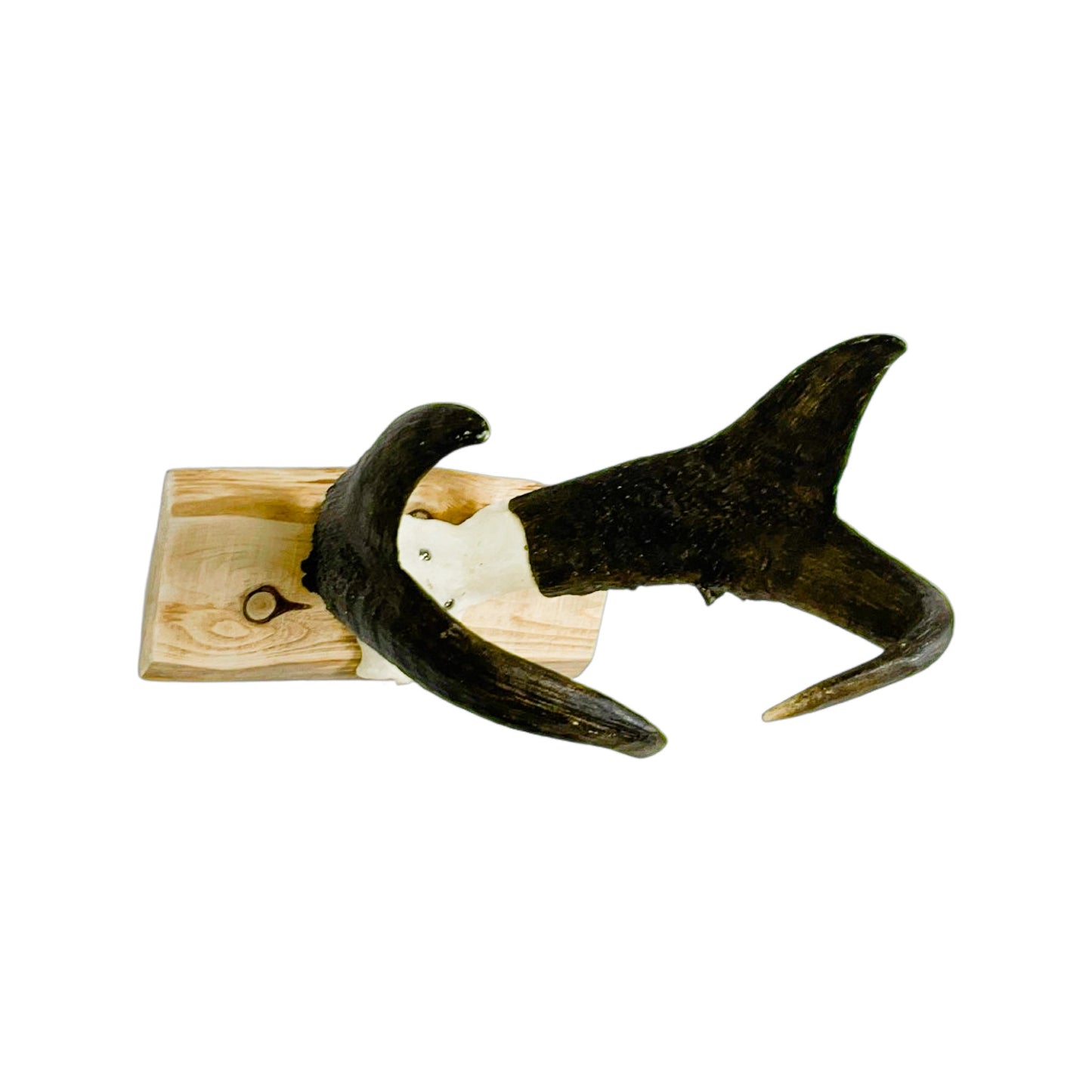 A Home Decor Taxidermy Pronghorn Skull of Grade World Class